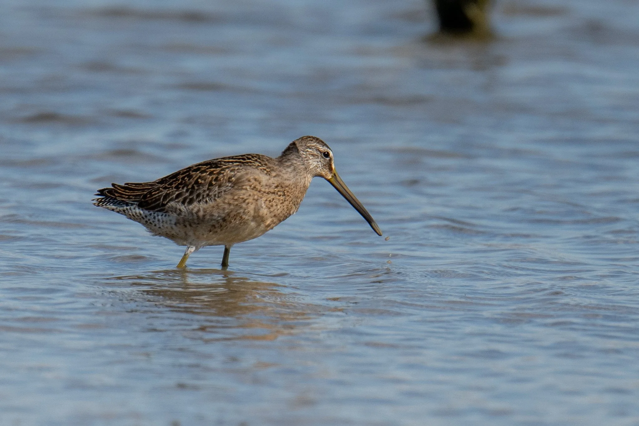 Short-billed Dowitcher (Limnodromus griseus)