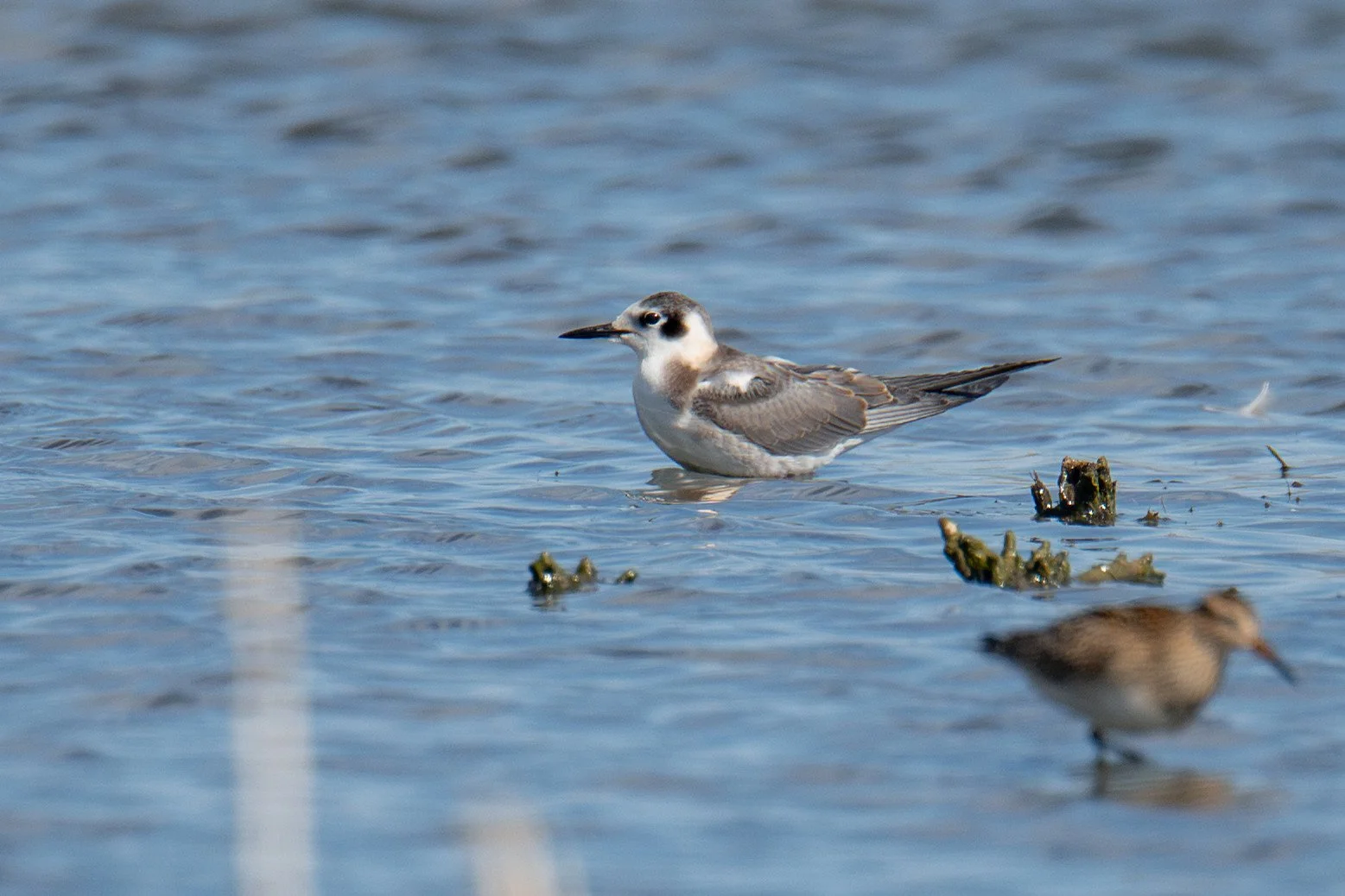 Black Tern (Chlidonias niger)