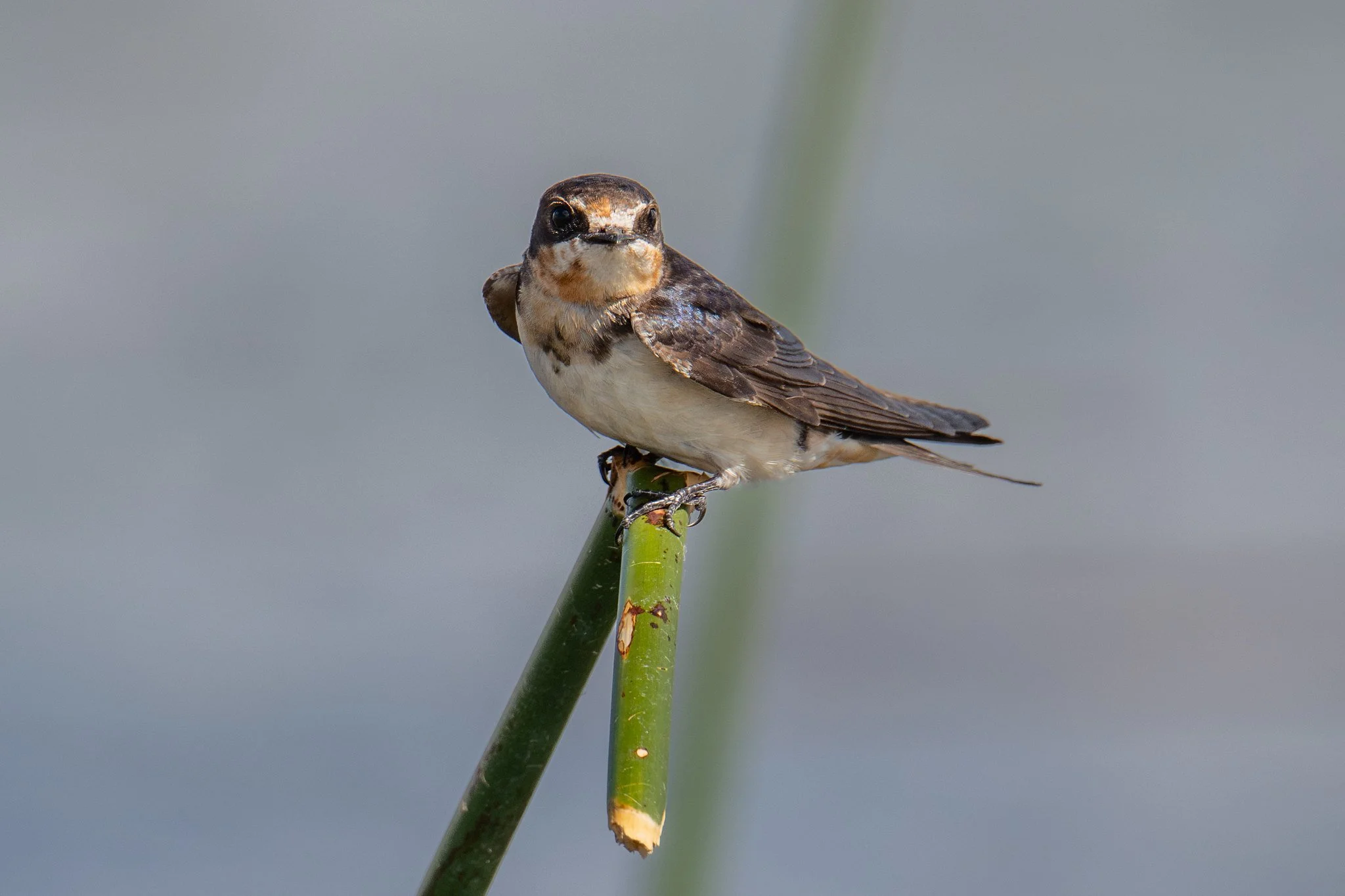 Barn Swallow (Hirundo rustica)