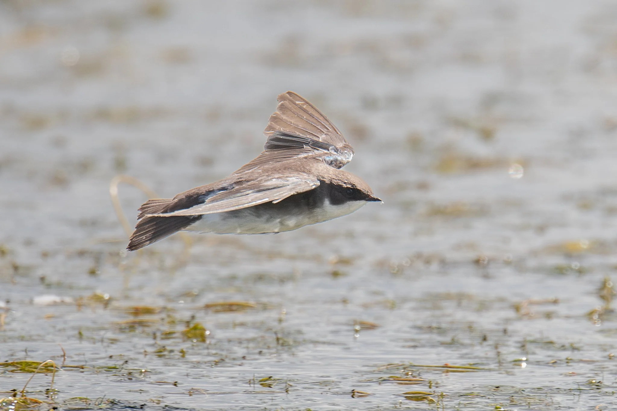 Tree Swallow (Tachycineta bicolor)