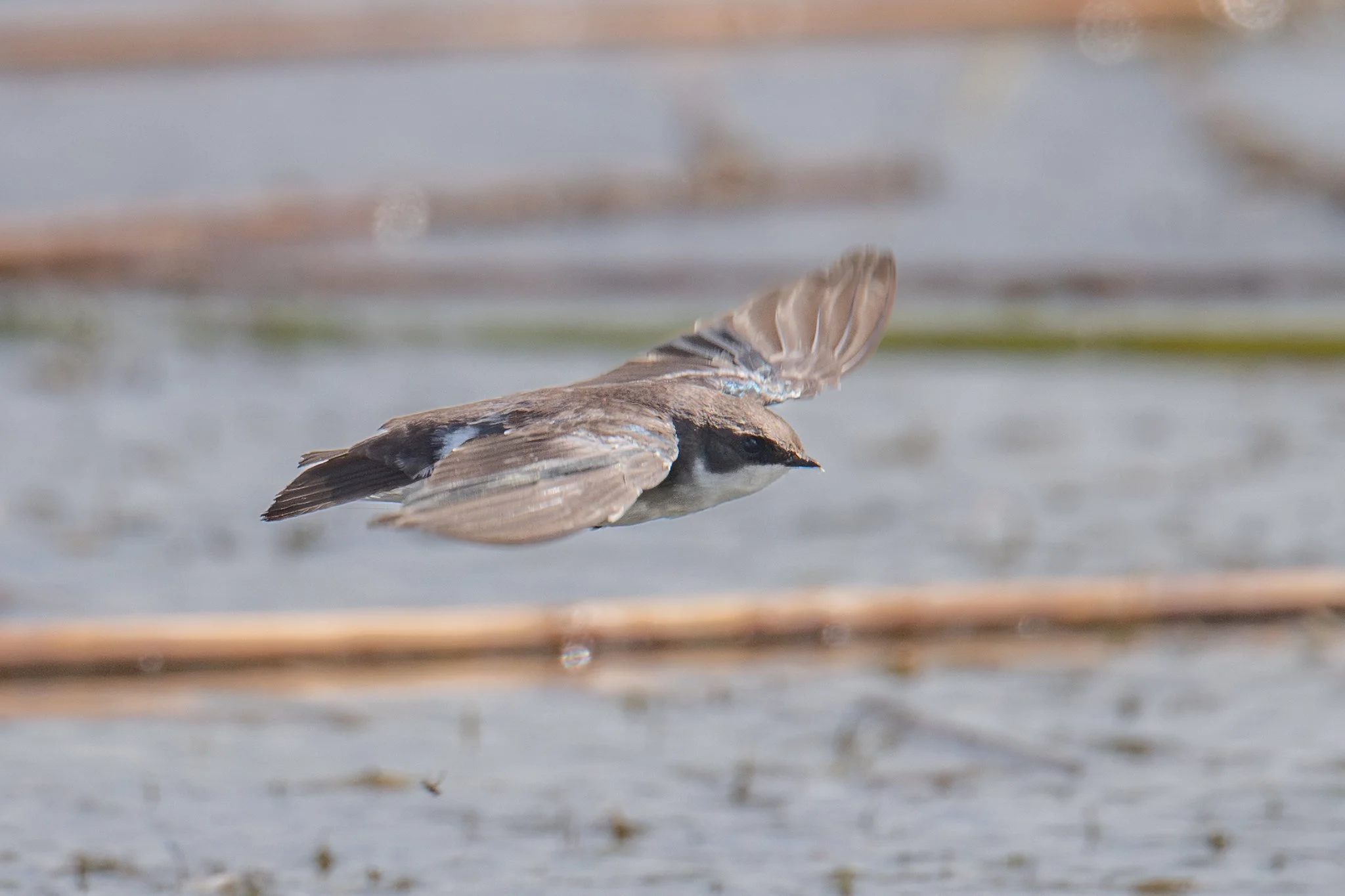 Tree Swallow (Tachycineta bicolor)