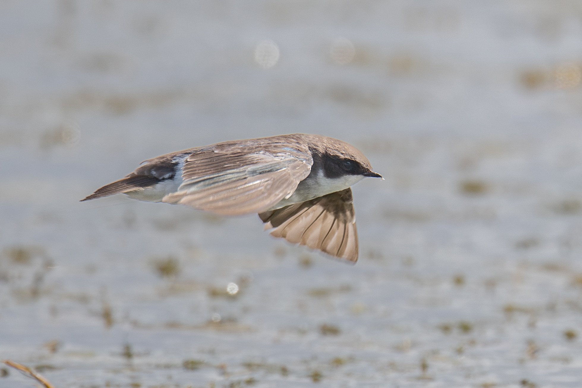Tree Swallow (Tachycineta bicolor)