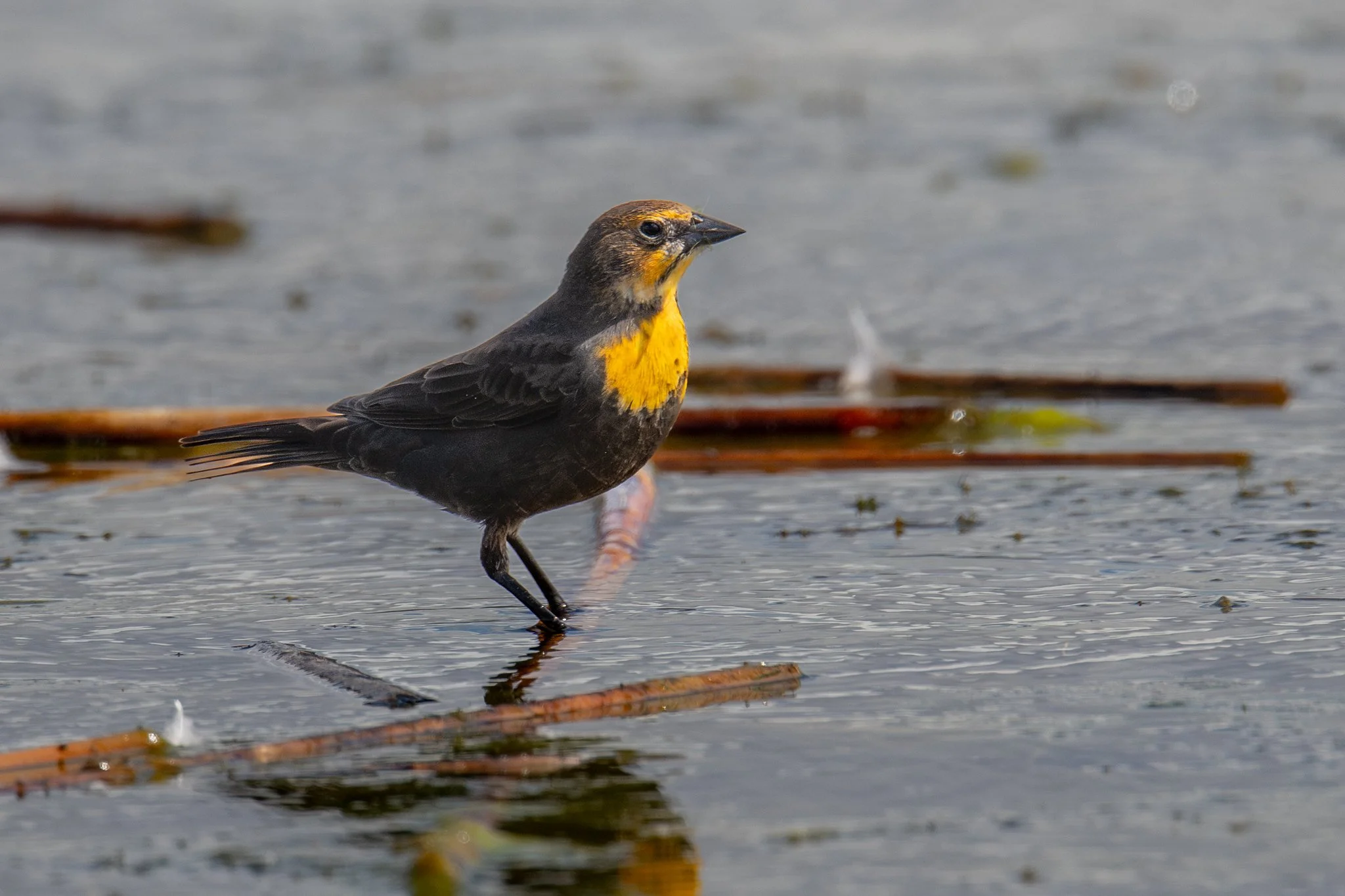 Yellow-headed Blackbird (Xanthocephalus xanthocephalus)