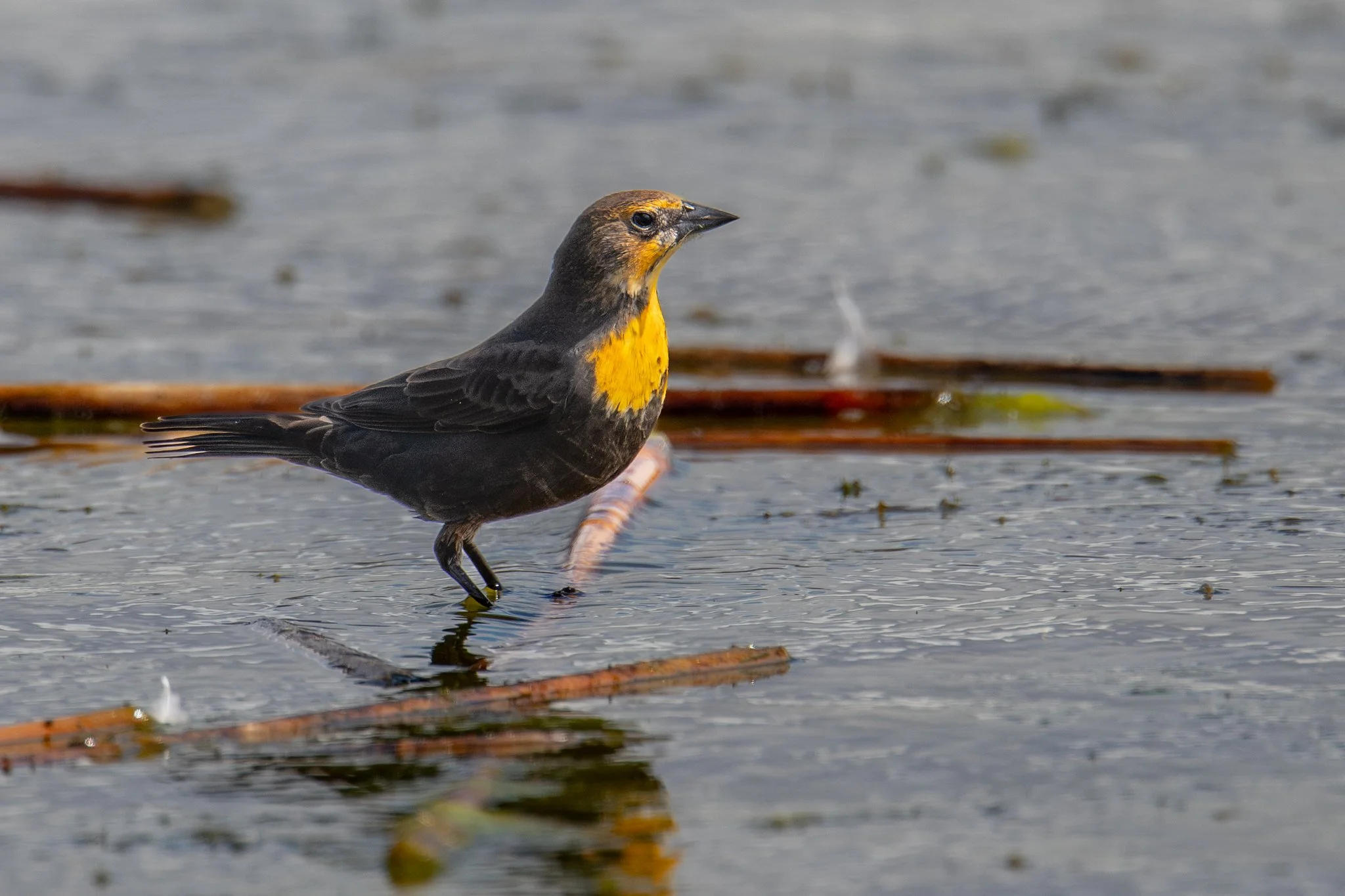 Yellow-headed Blackbird (Xanthocephalus xanthocephalus)