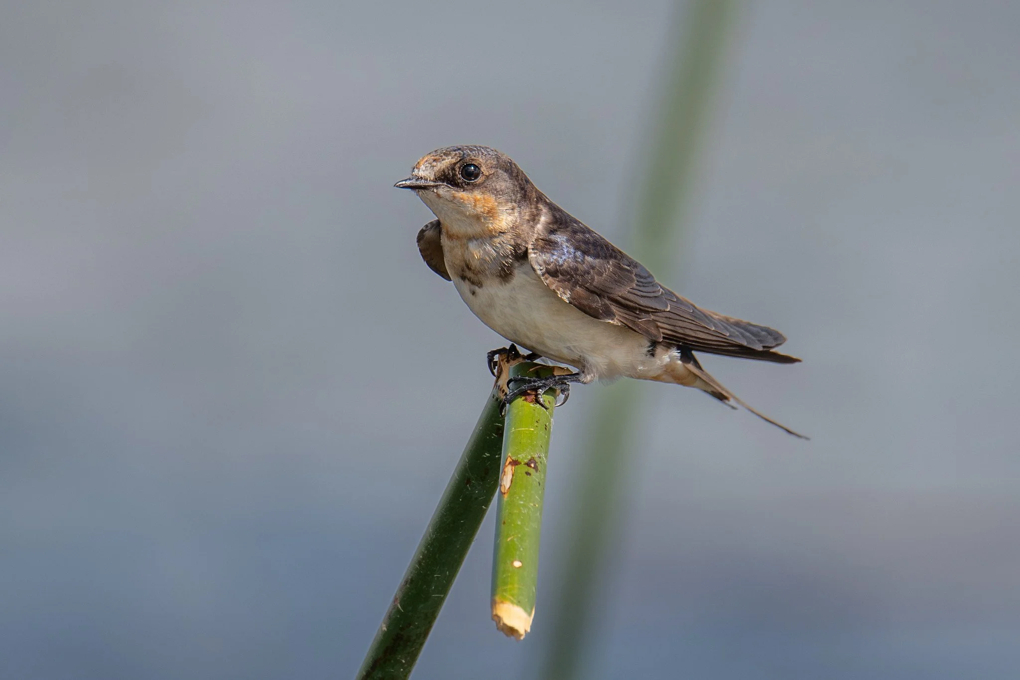 Barn Swallow (Hirundo rustica)