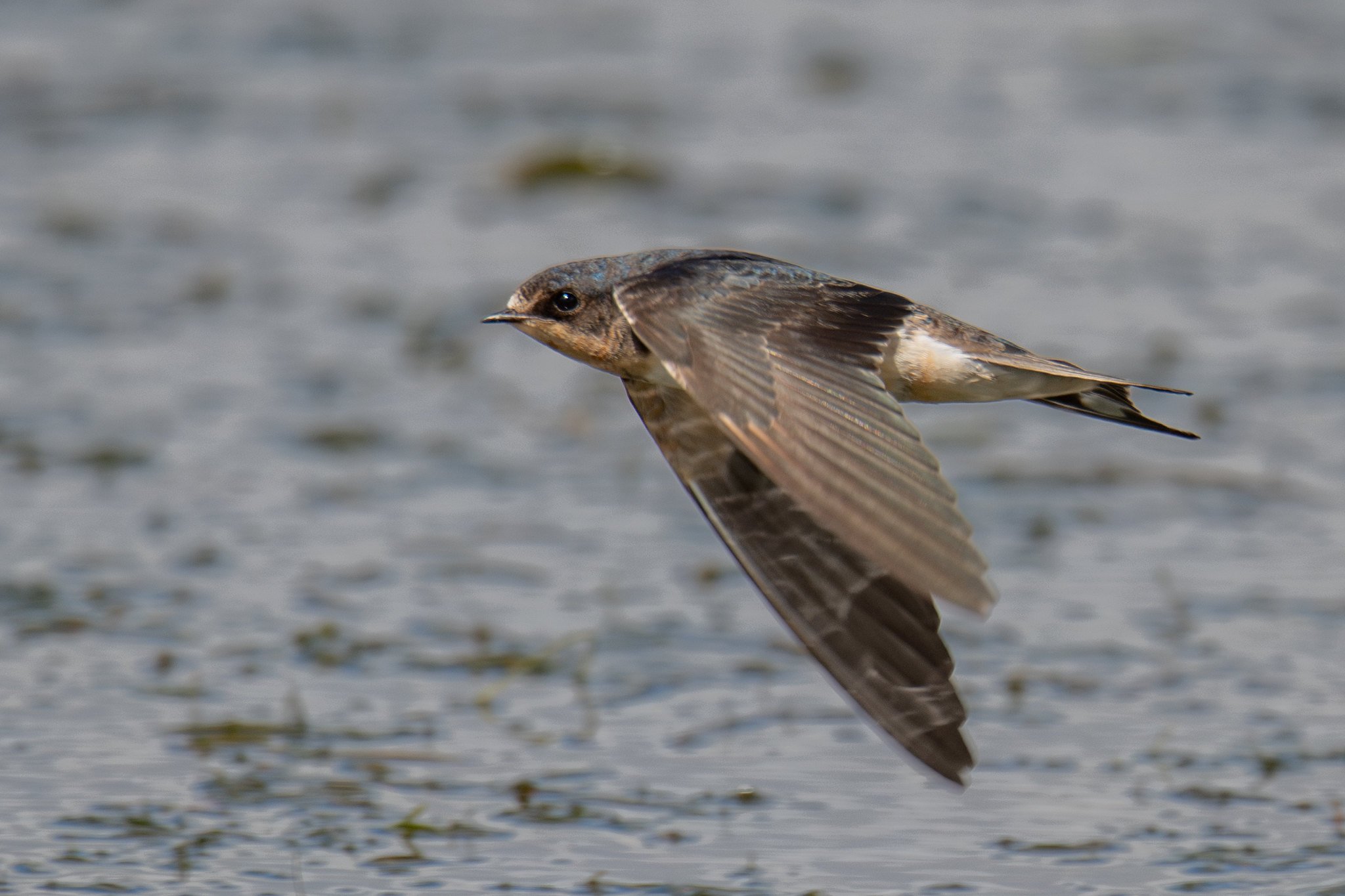 Barn Swallow (Hirundo rustica)