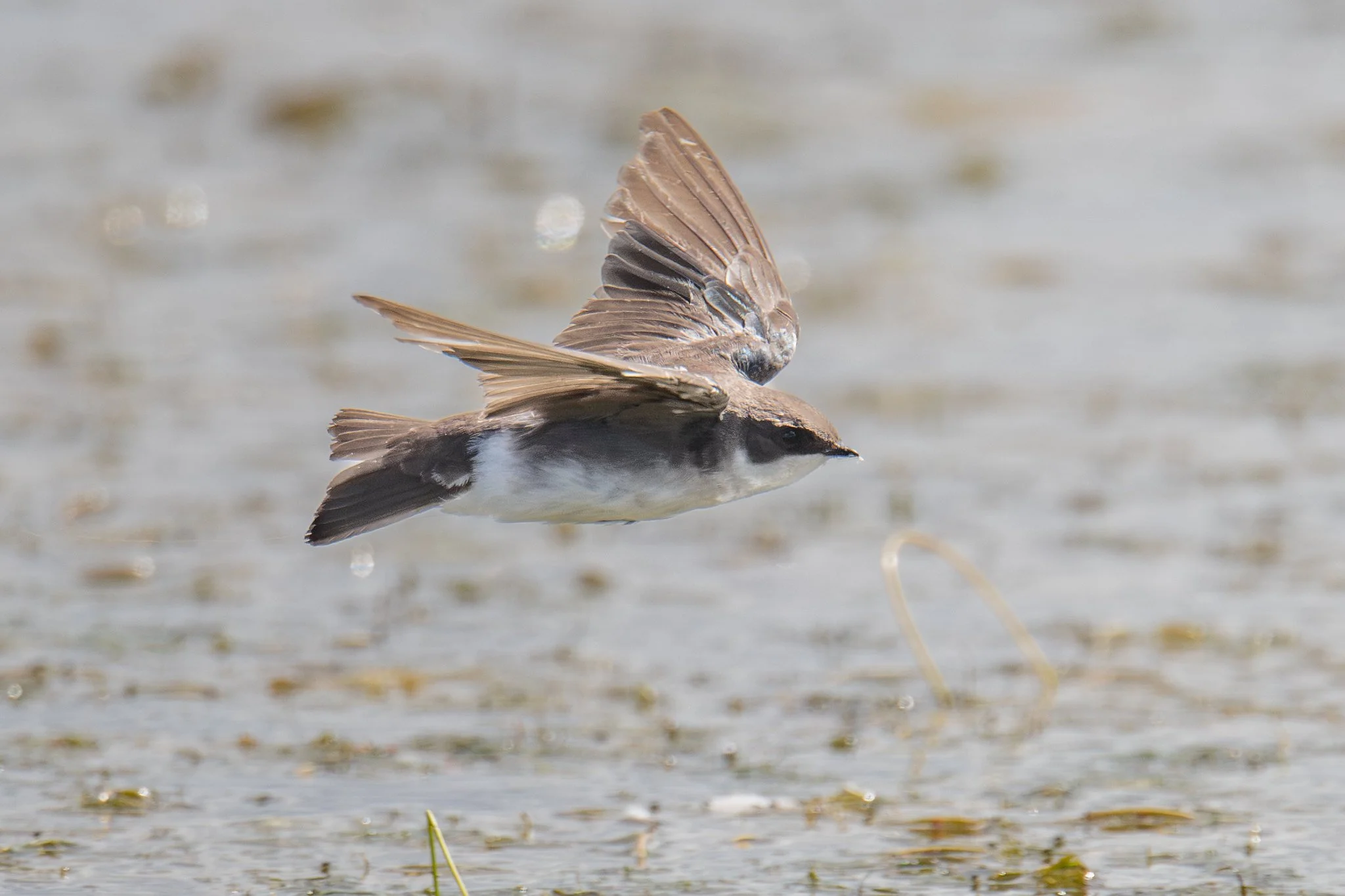 Tree Swallow (Tachycineta bicolor)