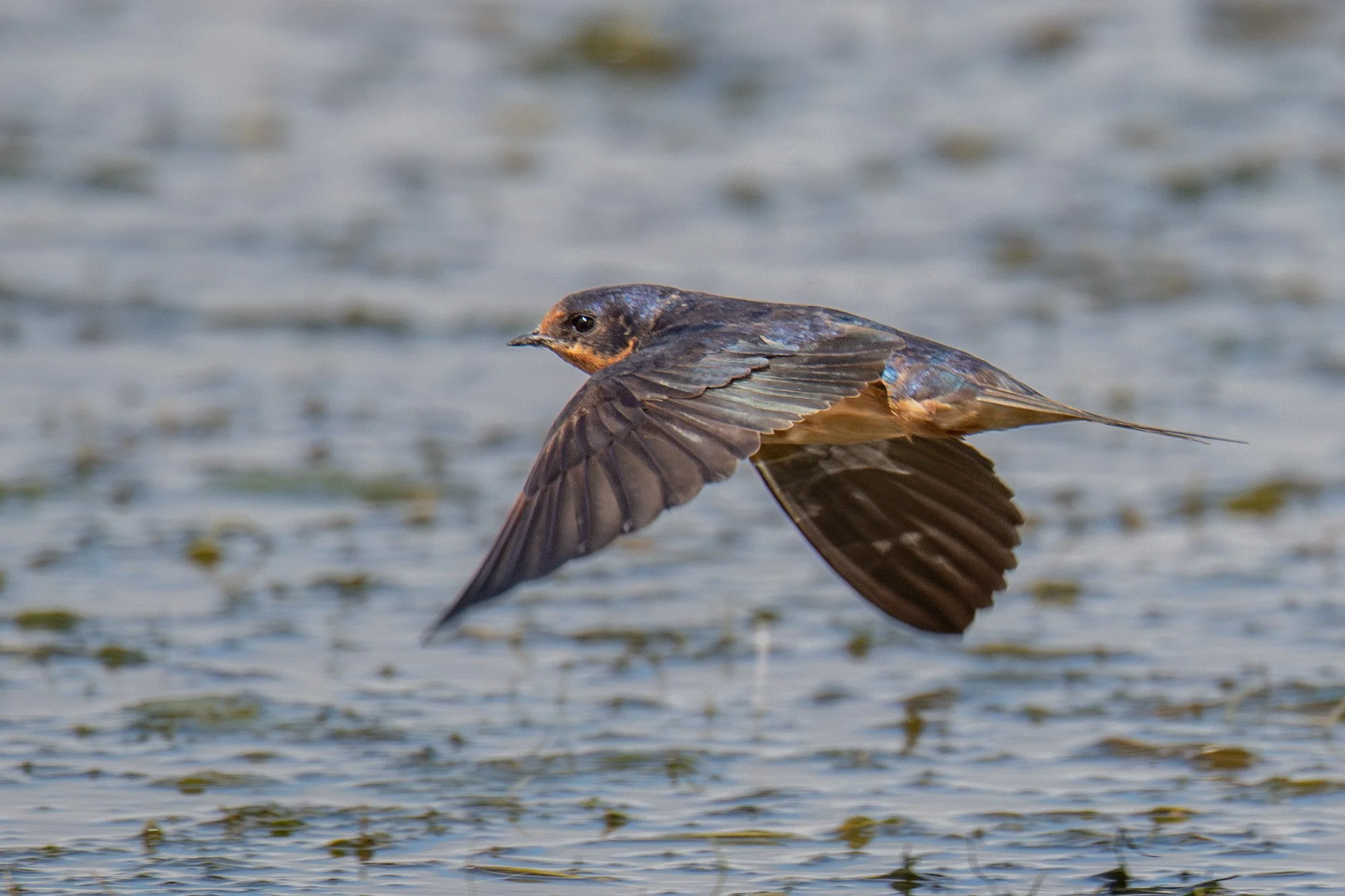 Barn Swallow (Hirundo rustica)