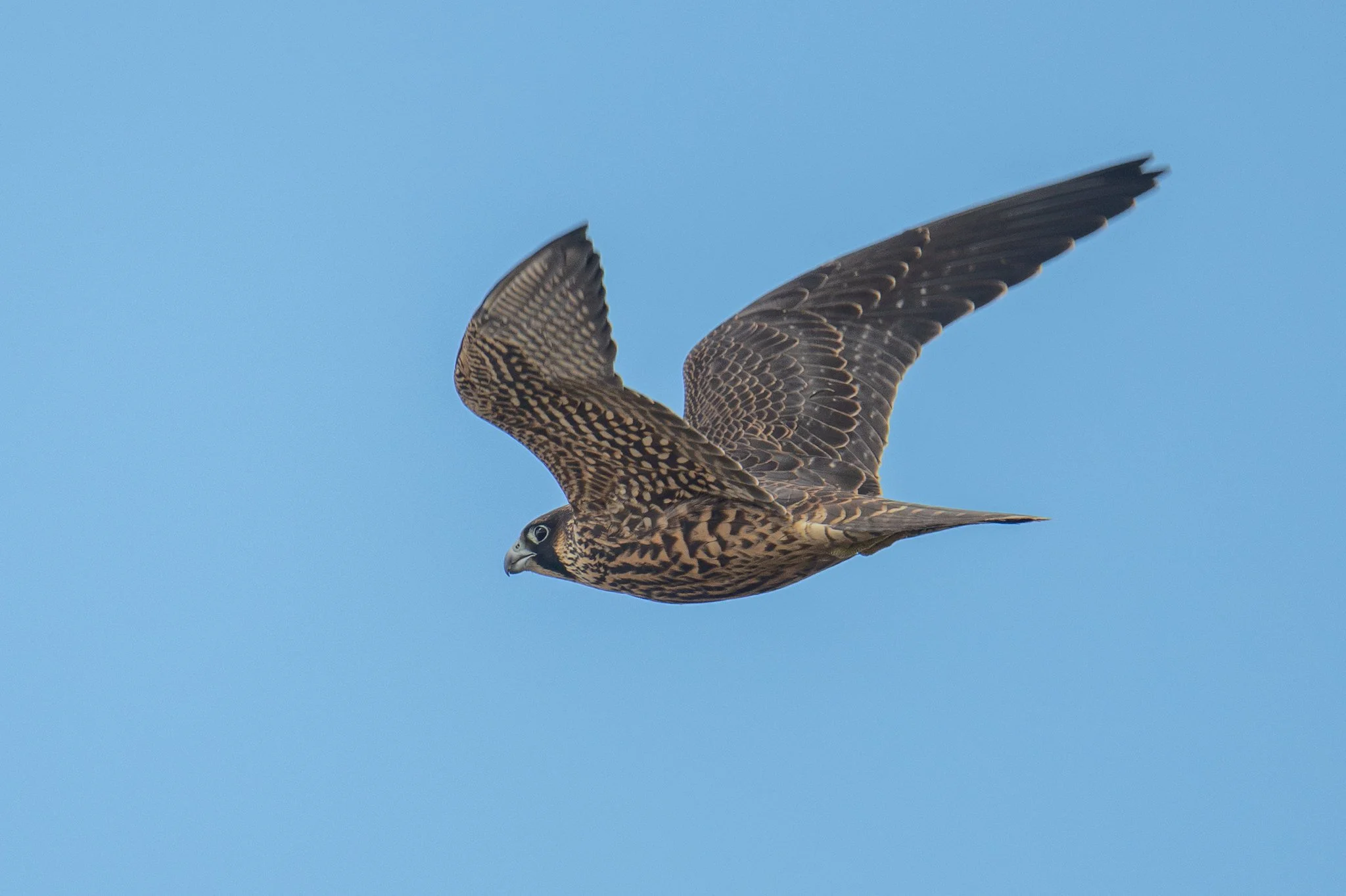 Peregrine Falcon (Falco peregrinus)