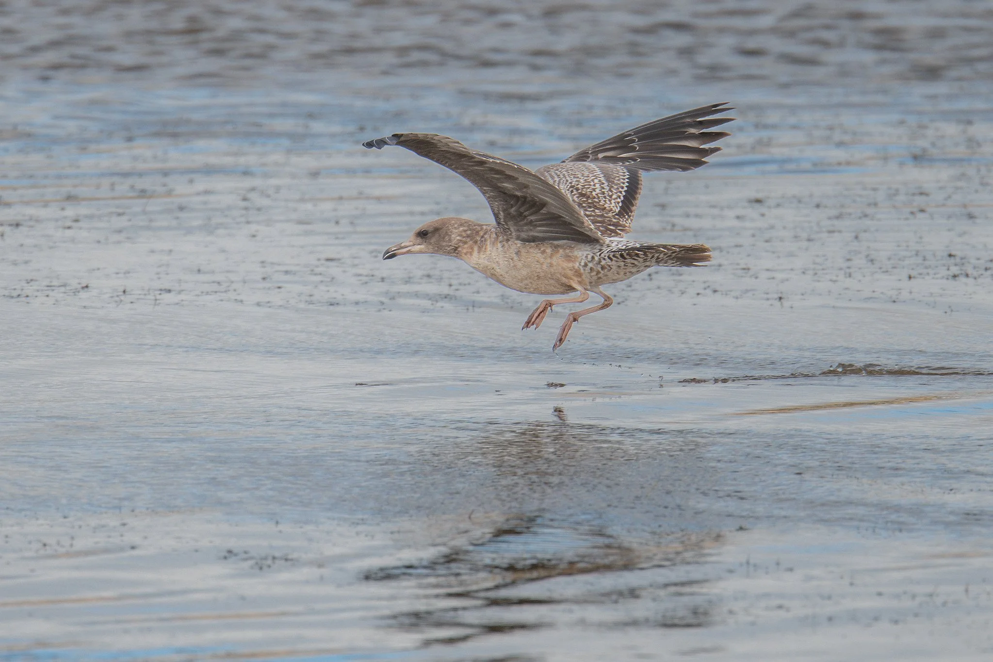 California Gull (Larus californicus)