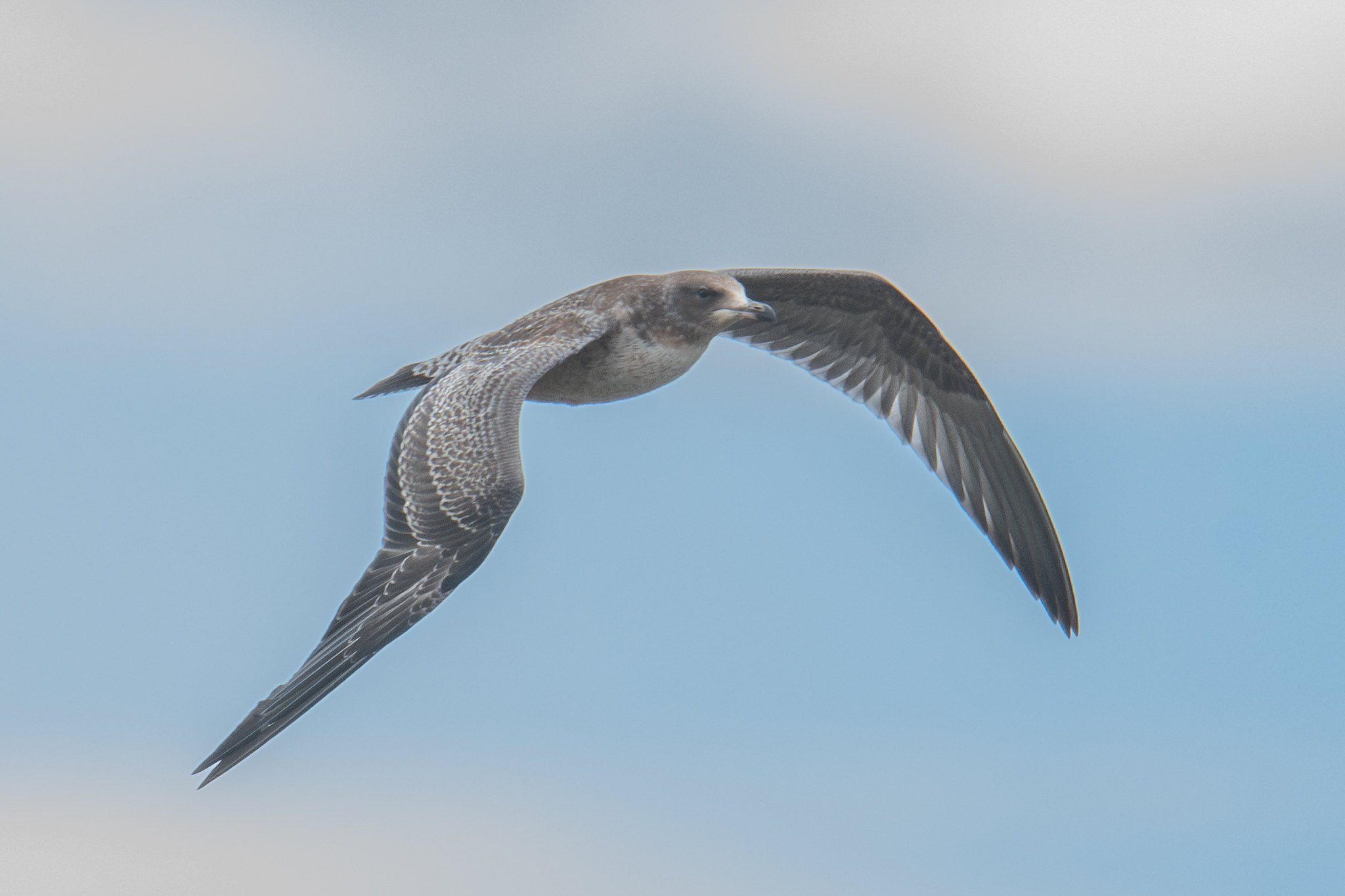 California Gull (Larus californicus)