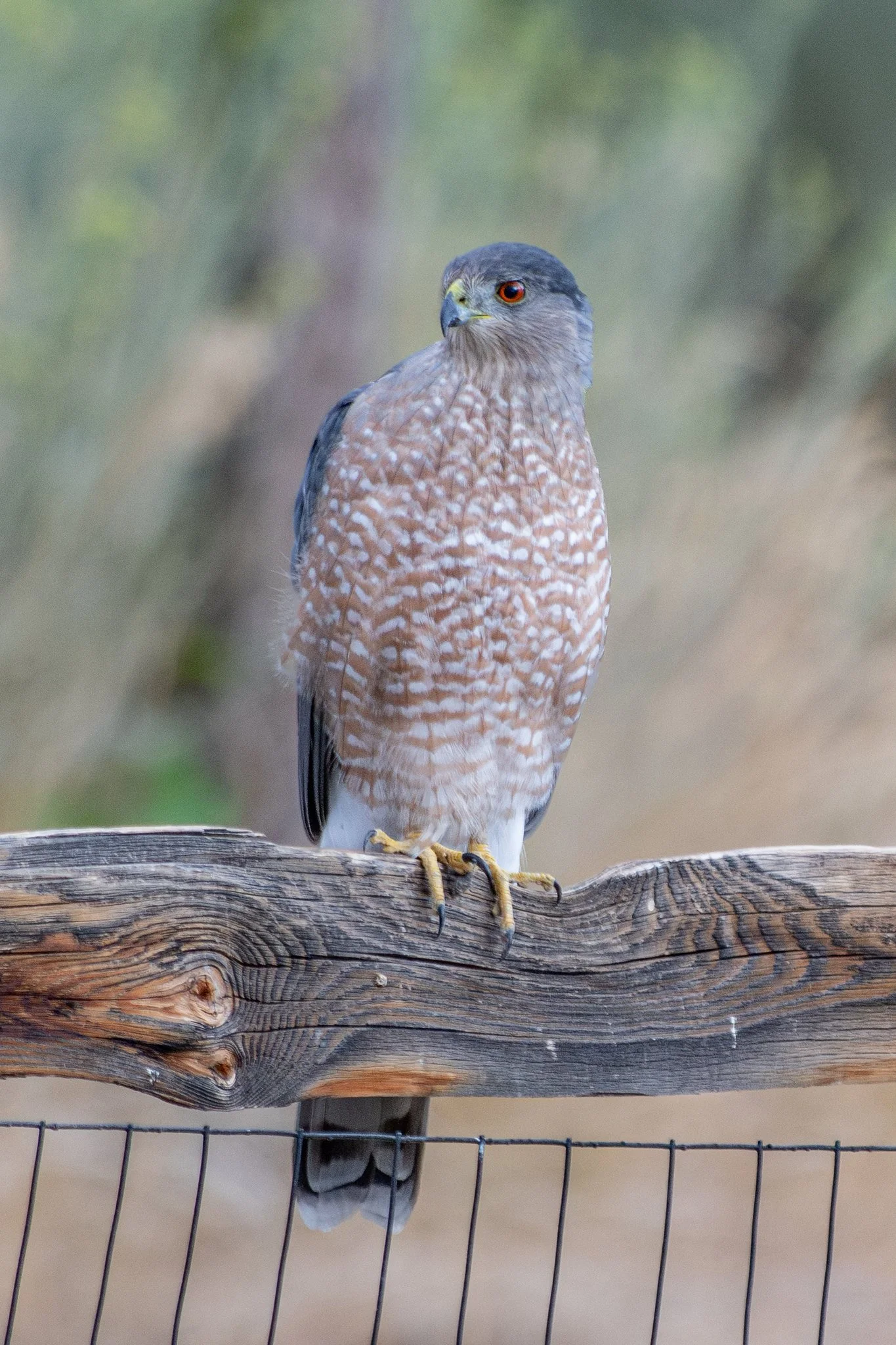 Cooper's Hawk (Astur cooperii)