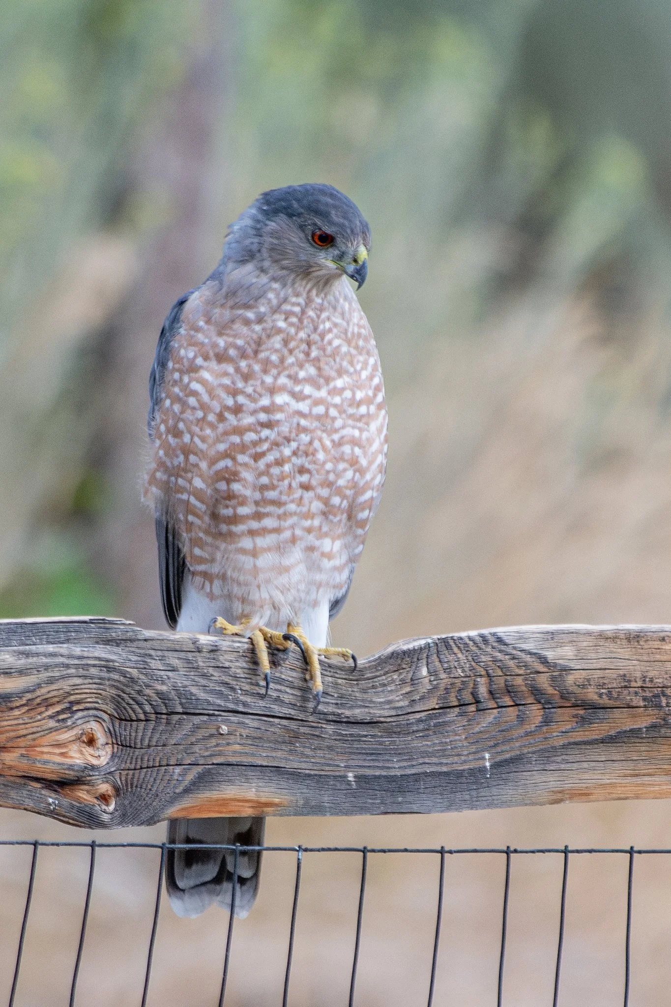 Cooper's Hawk (Astur cooperii)