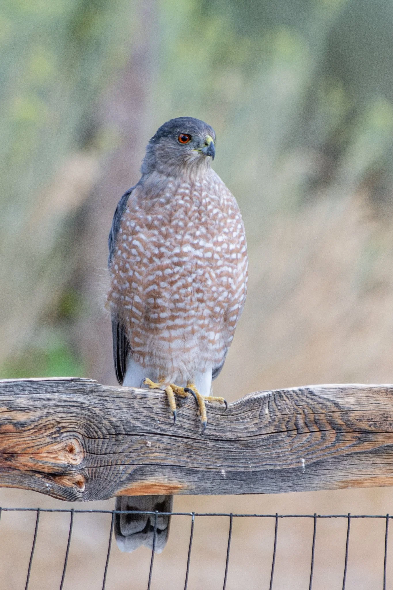 Cooper's Hawk (Astur cooperii)