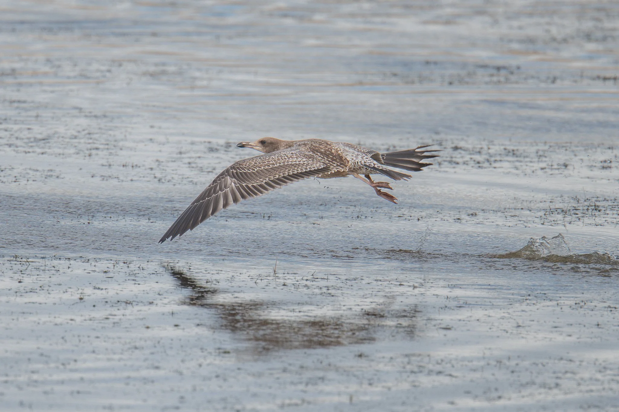 California Gull (Larus californicus)