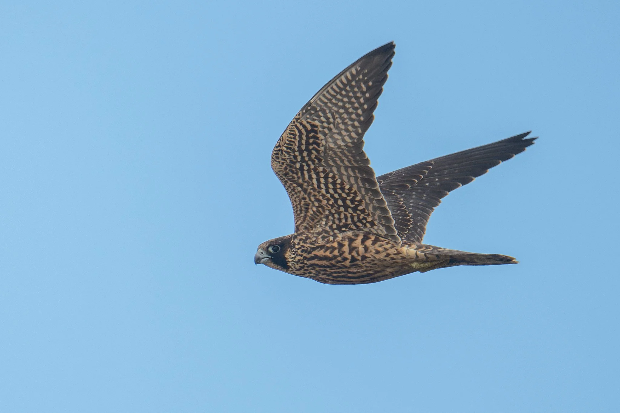 Peregrine Falcon (Falco peregrinus)