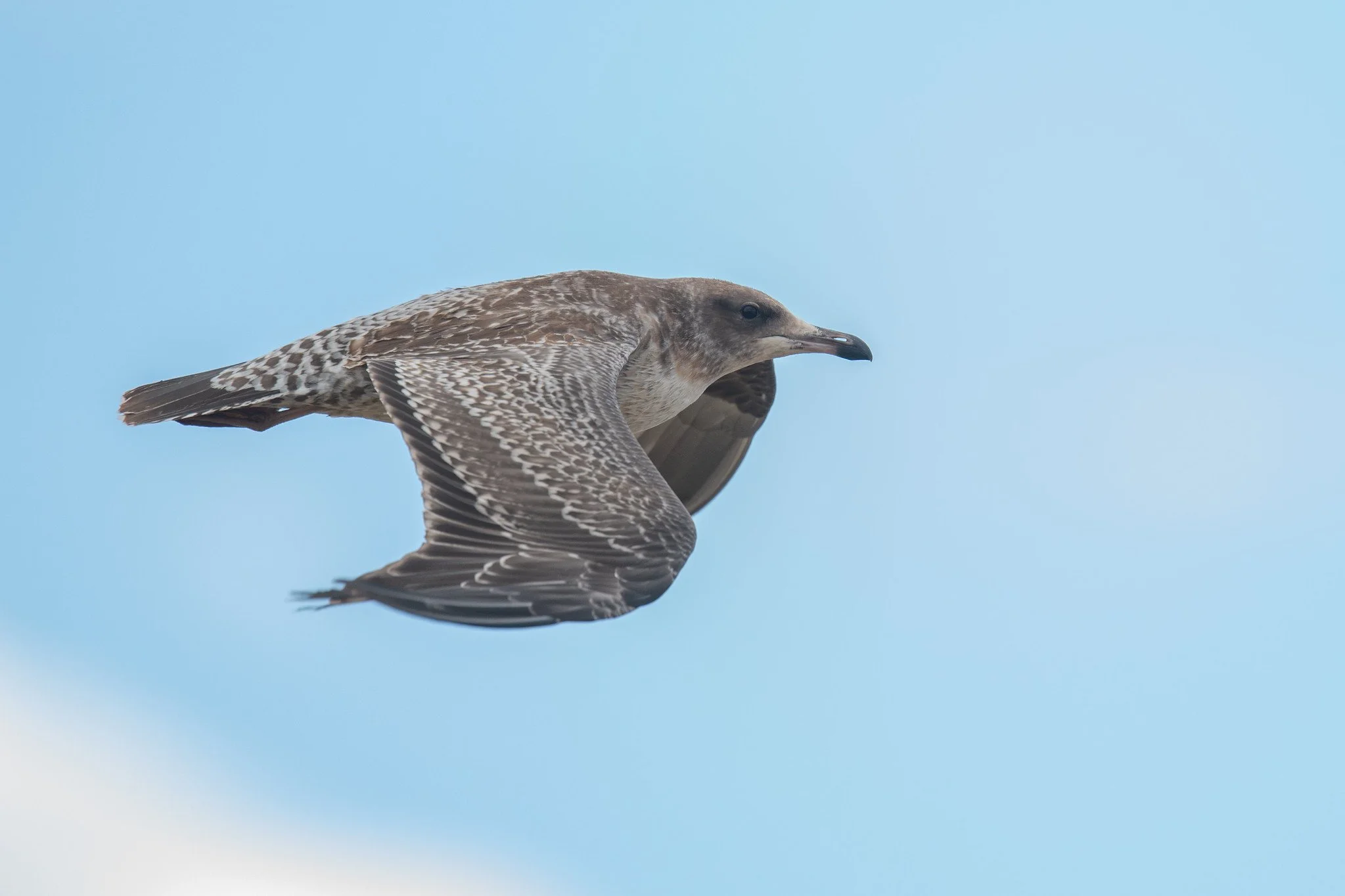 California Gull (Larus californicus)