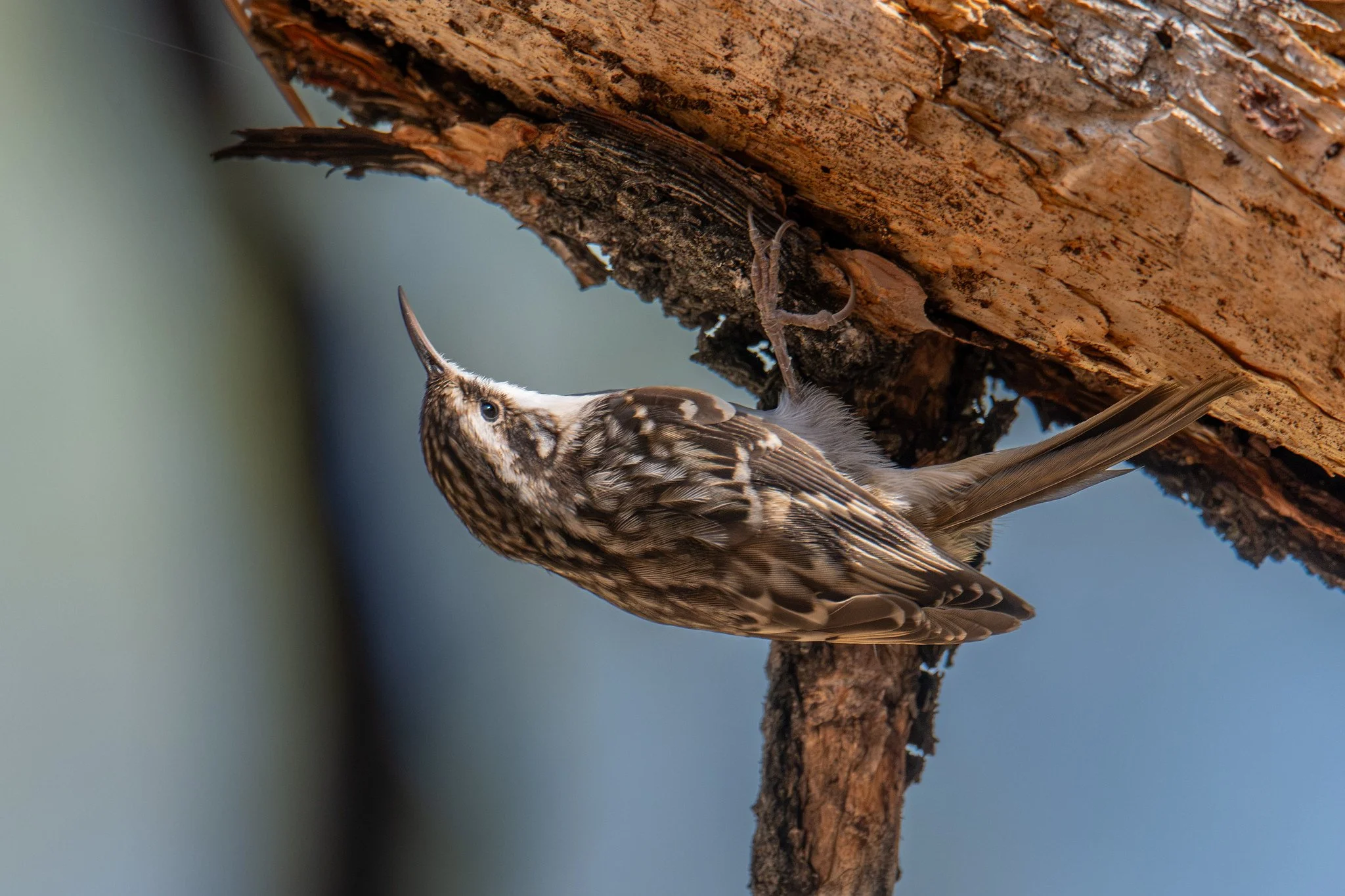 Brown Creeper (Certhia americana)