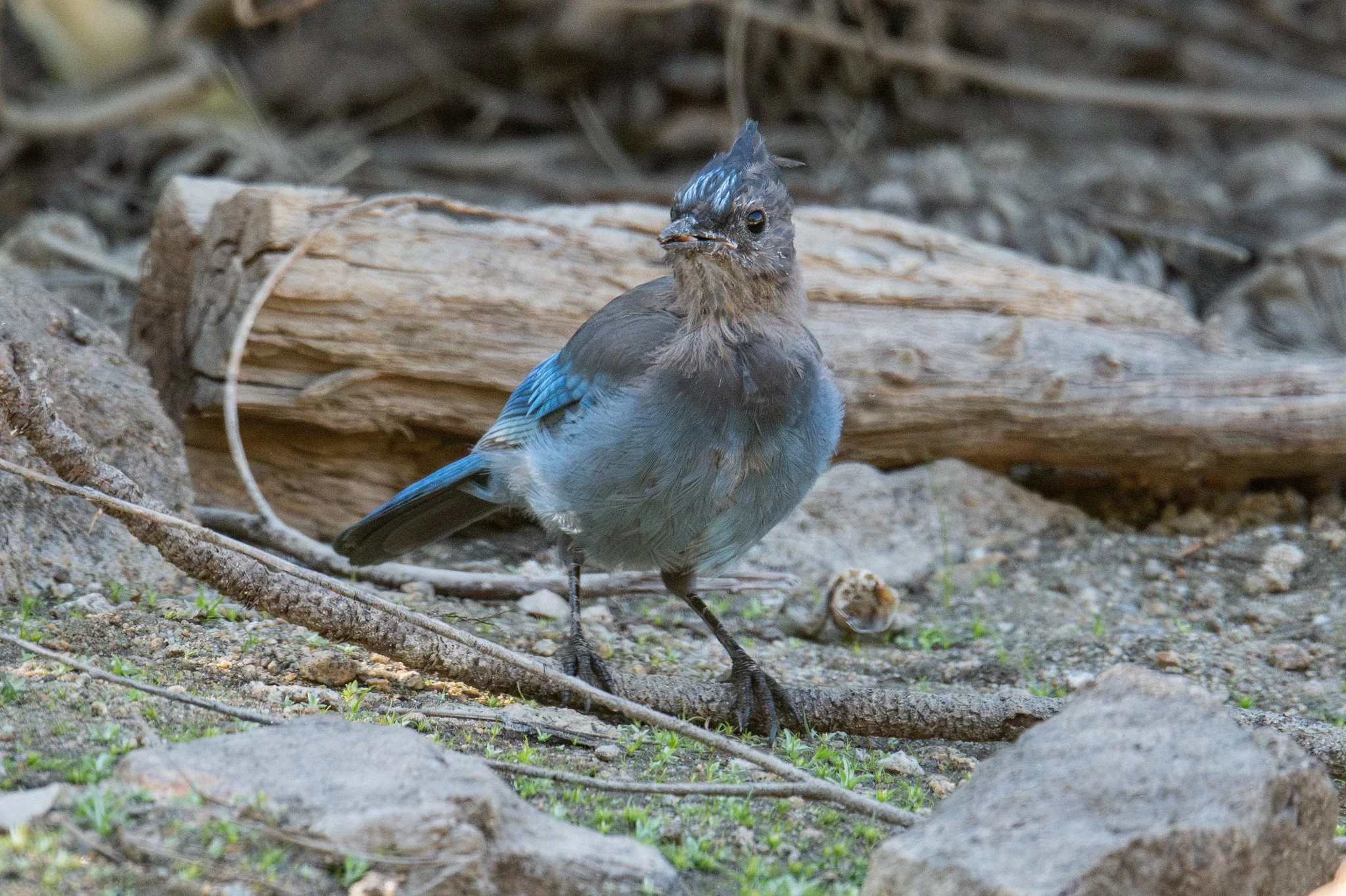 Steller's Jay, Coastal (Cyanocitta stelleri [stelleri Group])