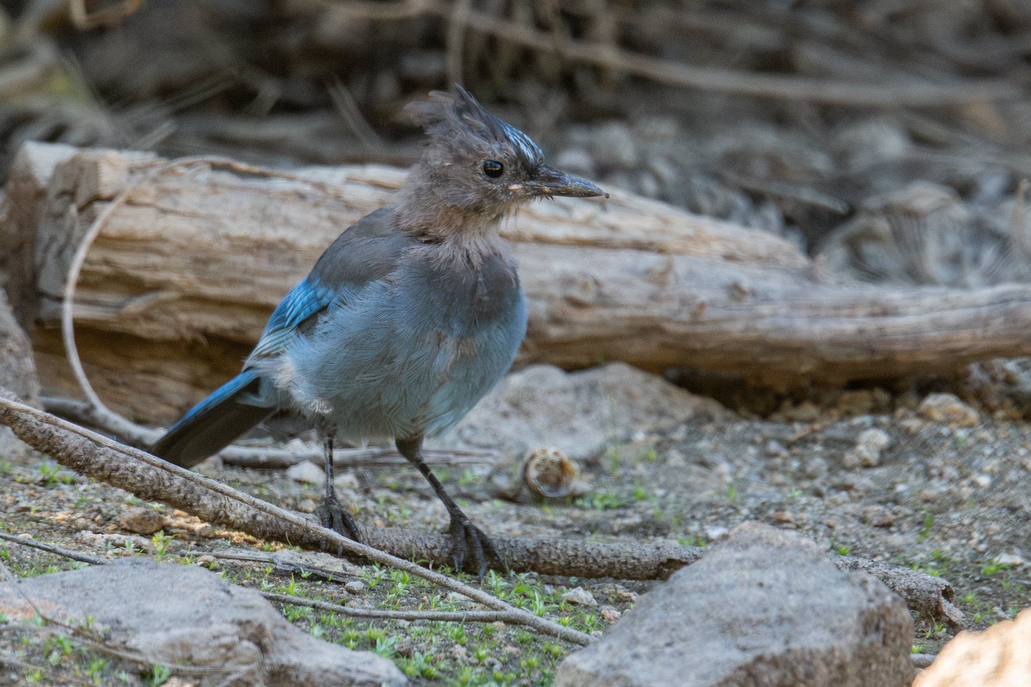 Steller's Jay, Coastal (Cyanocitta stelleri [stelleri Group])