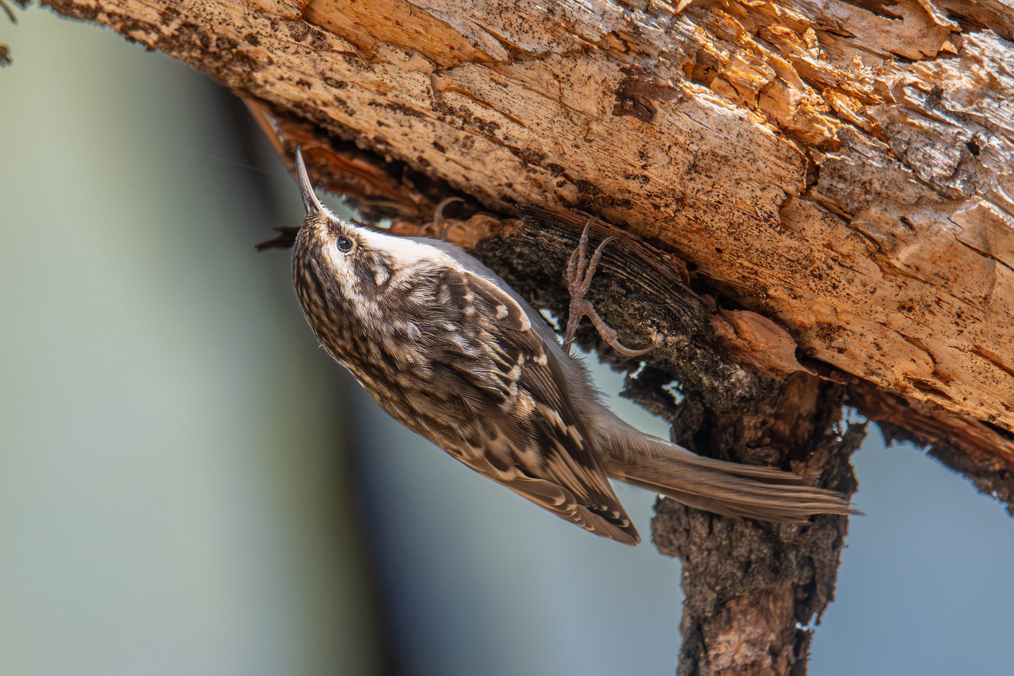 Brown Creeper (Certhia americana)
