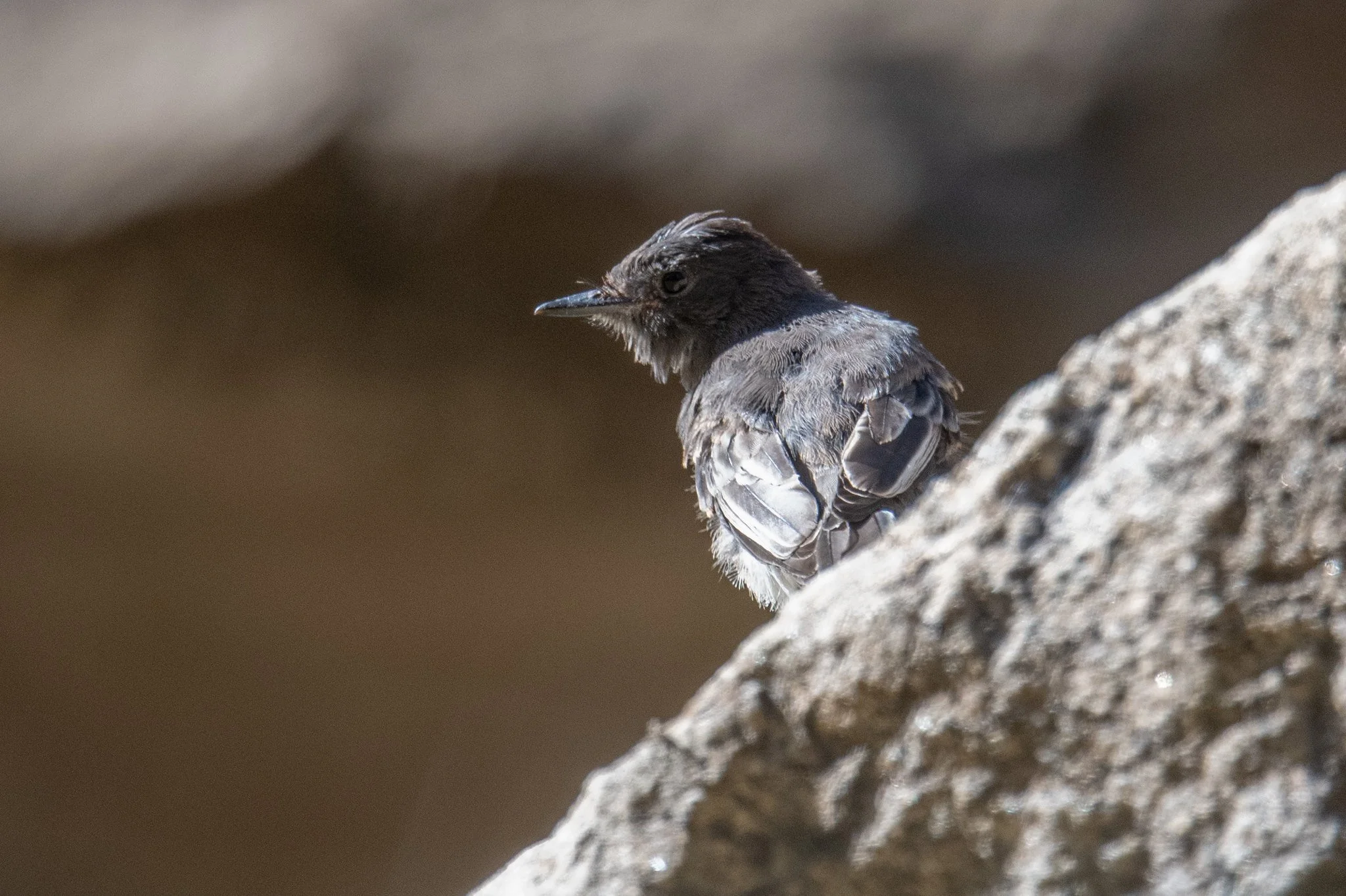 Black Phoebe (Sayornis nigricans)