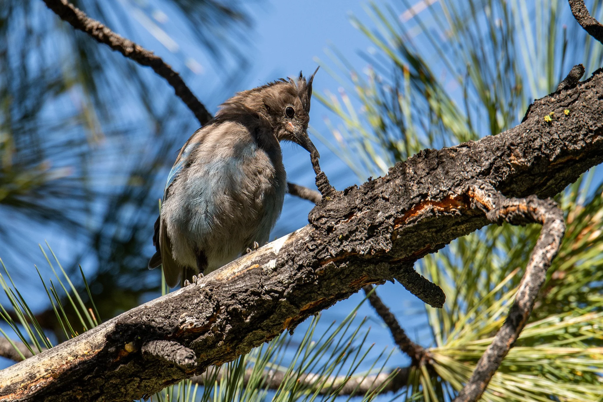 Steller's Jay, Coastal (Cyanocitta stelleri [stelleri Group])