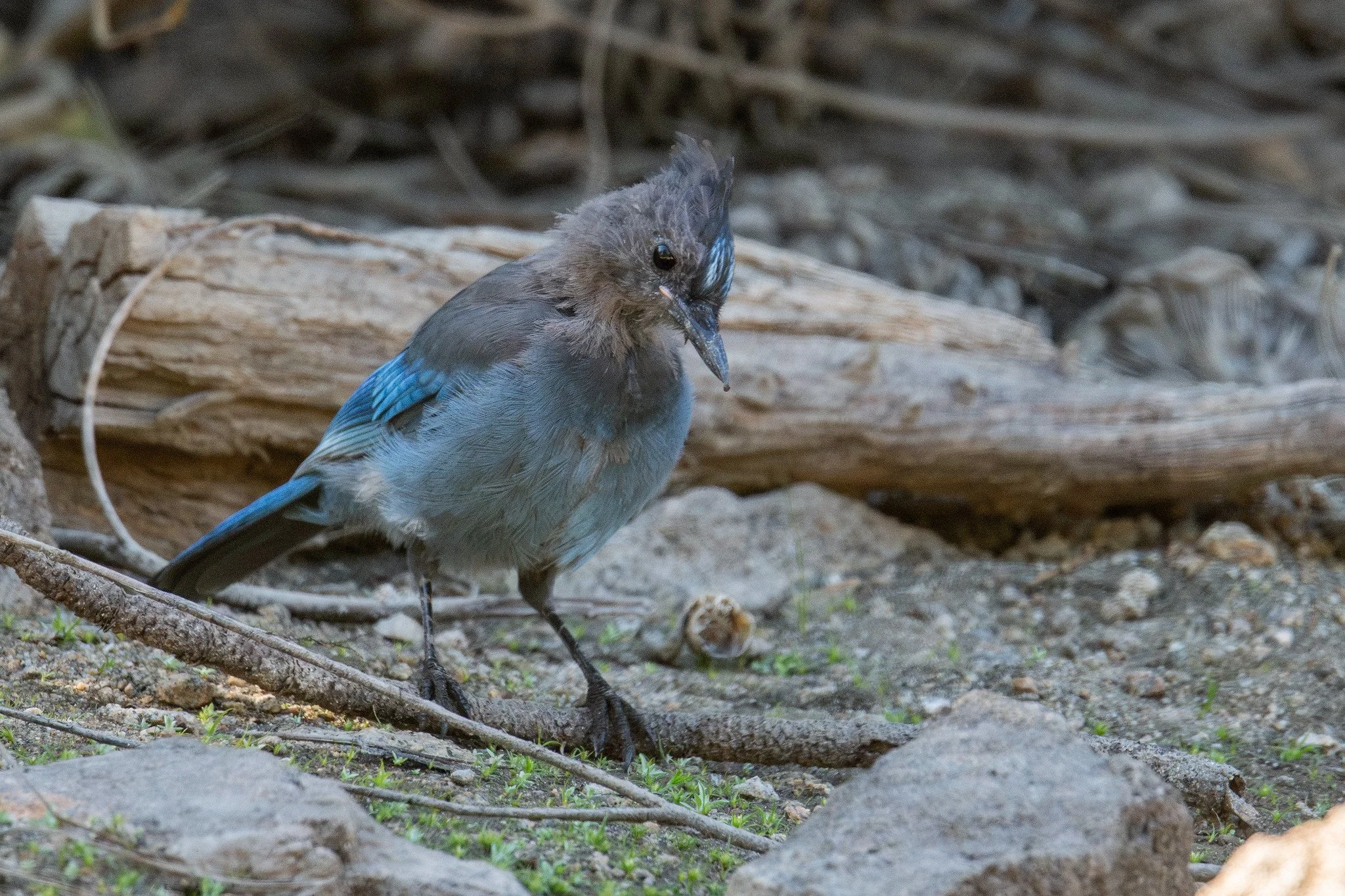 Steller's Jay, Coastal (Cyanocitta stelleri [stelleri Group])