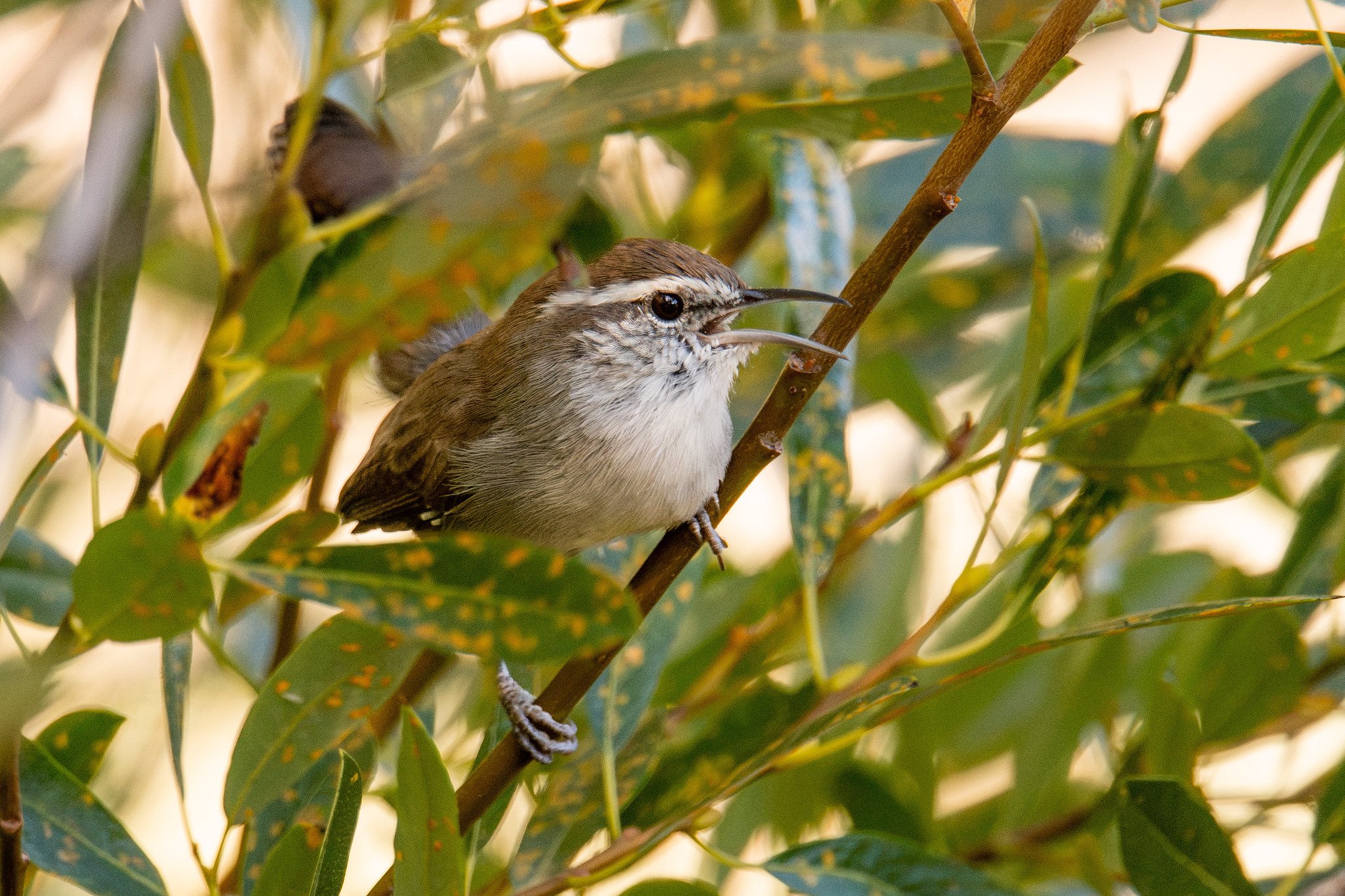 Bewick's Wren (Thryomanes bewickii)