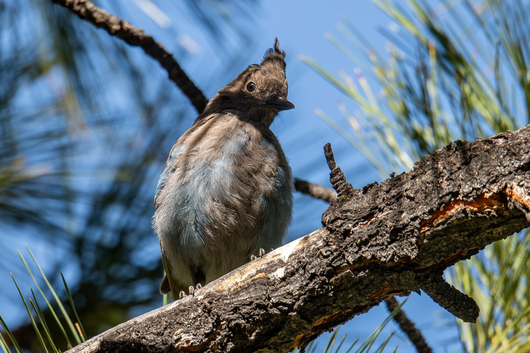 Steller's Jay, Coastal (Cyanocitta stelleri [stelleri Group])