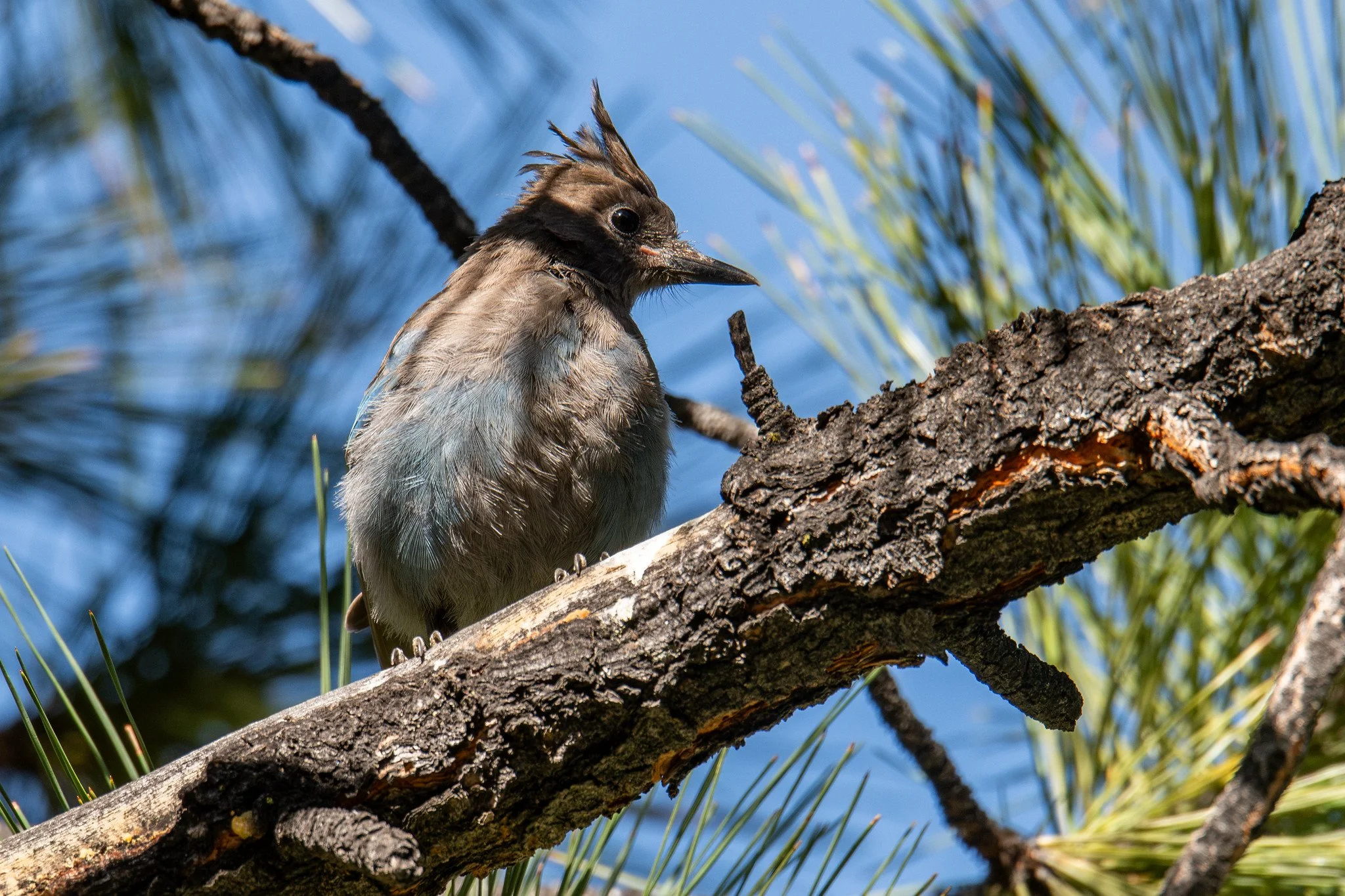 Steller's Jay, Coastal (Cyanocitta stelleri [stelleri Group])