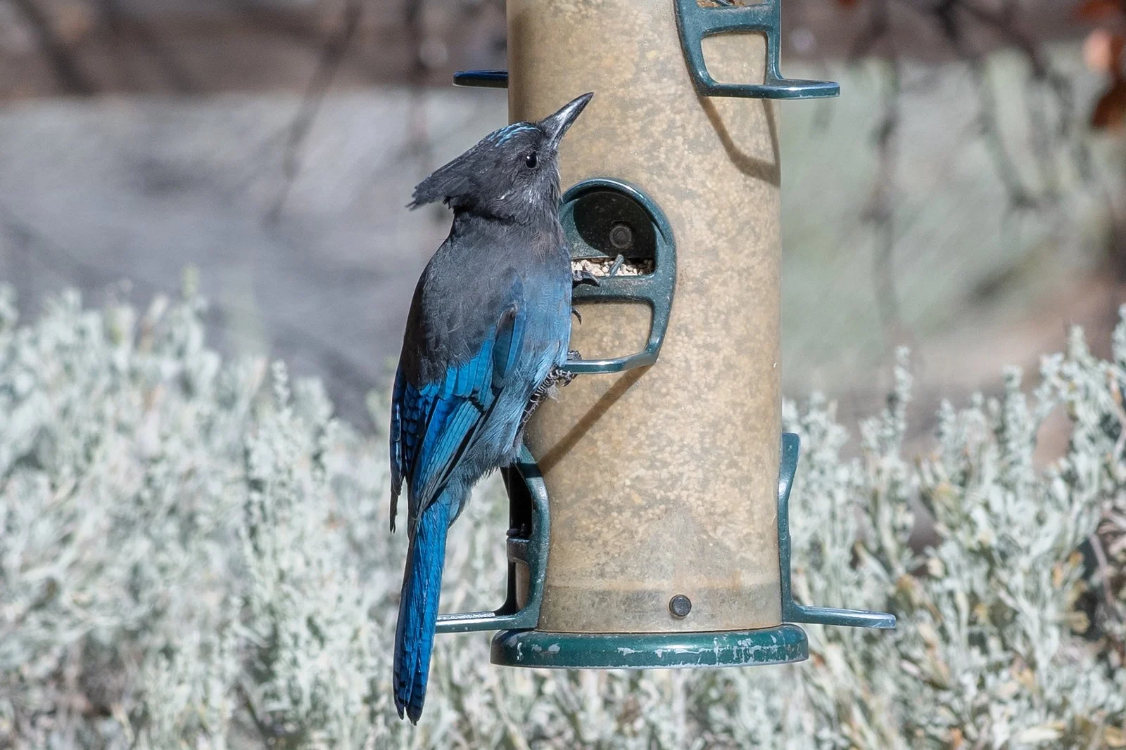 Steller's Jay (Cyanocitta stelleri)
