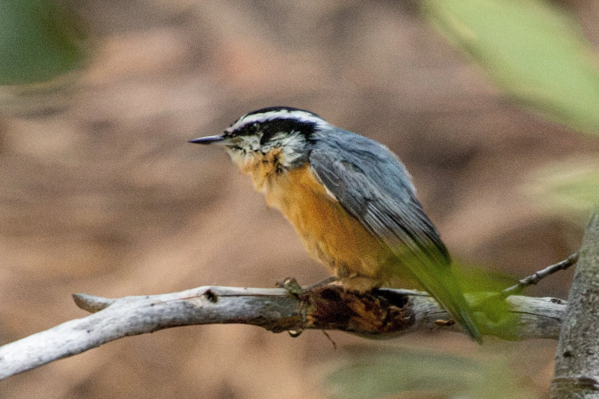 Red-breasted Nuthatch (Sitta canadensis)