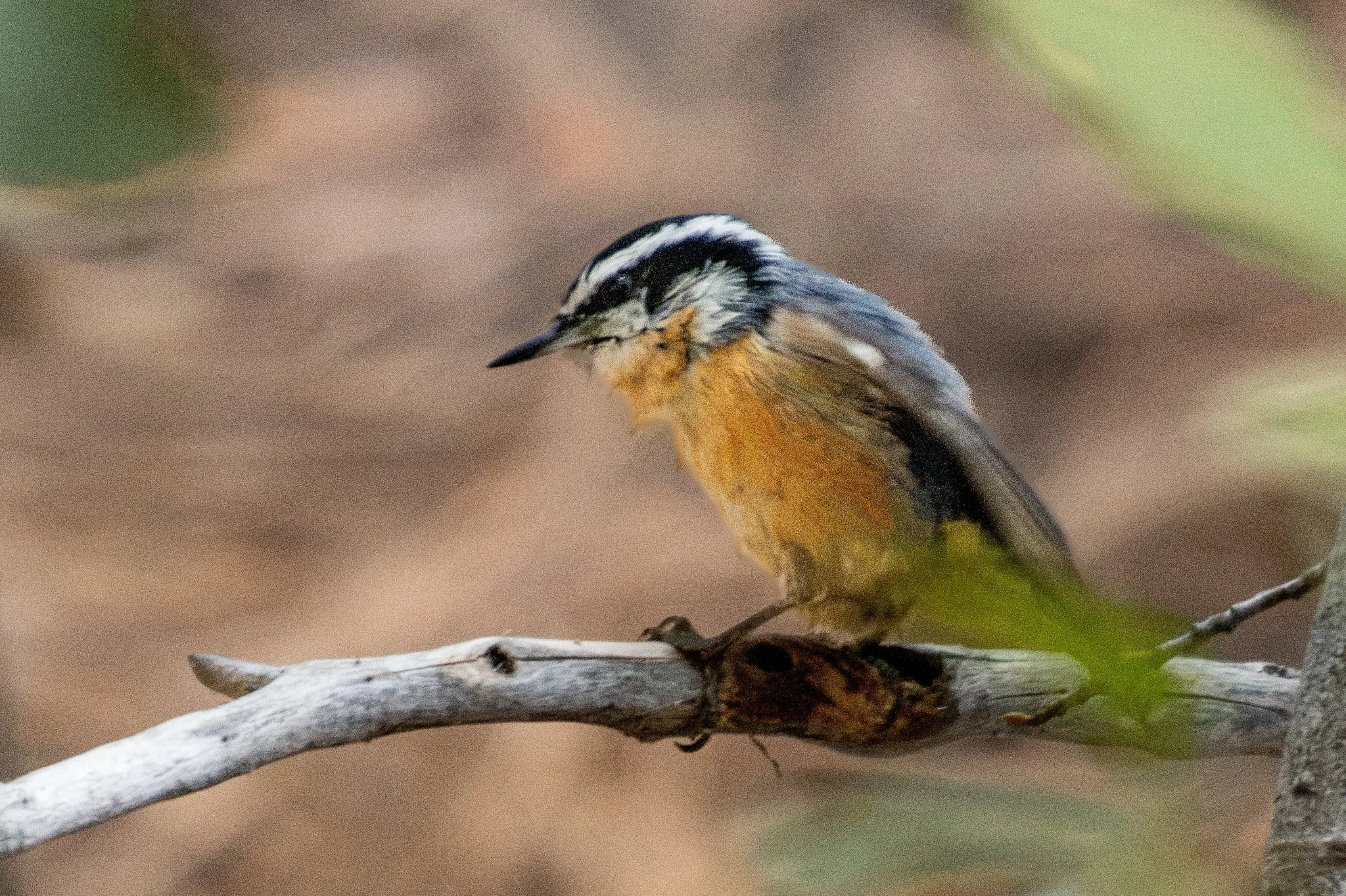 Red-breasted Nuthatch (Sitta canadensis)