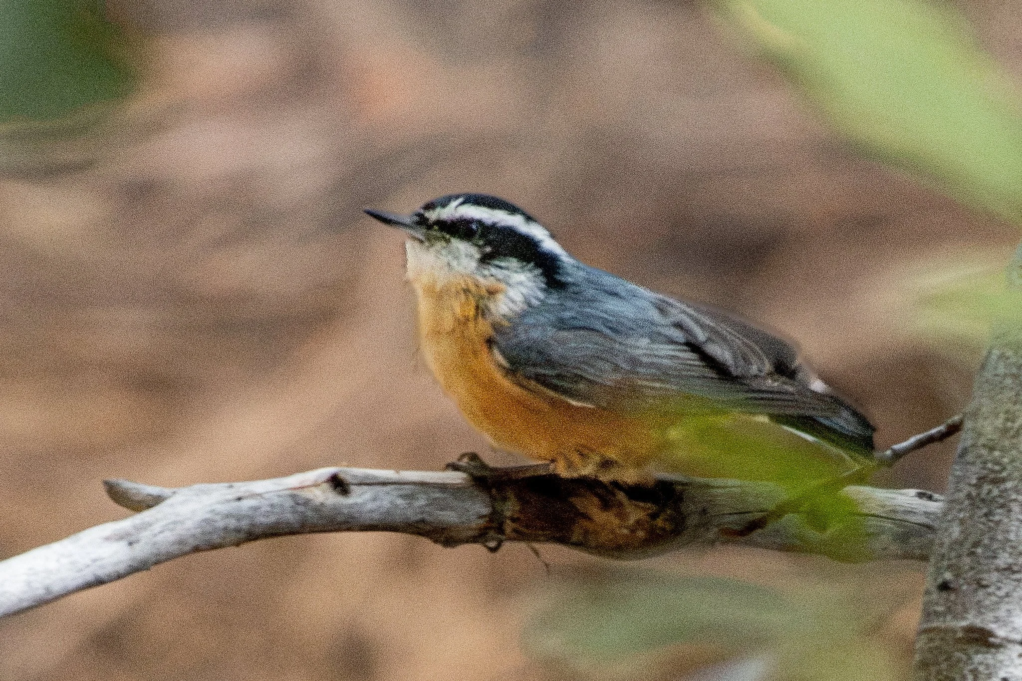Red-breasted Nuthatch (Sitta canadensis)