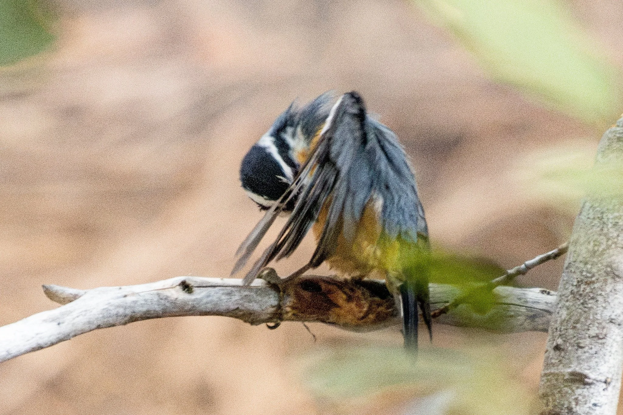 Red-breasted Nuthatch (Sitta canadensis)