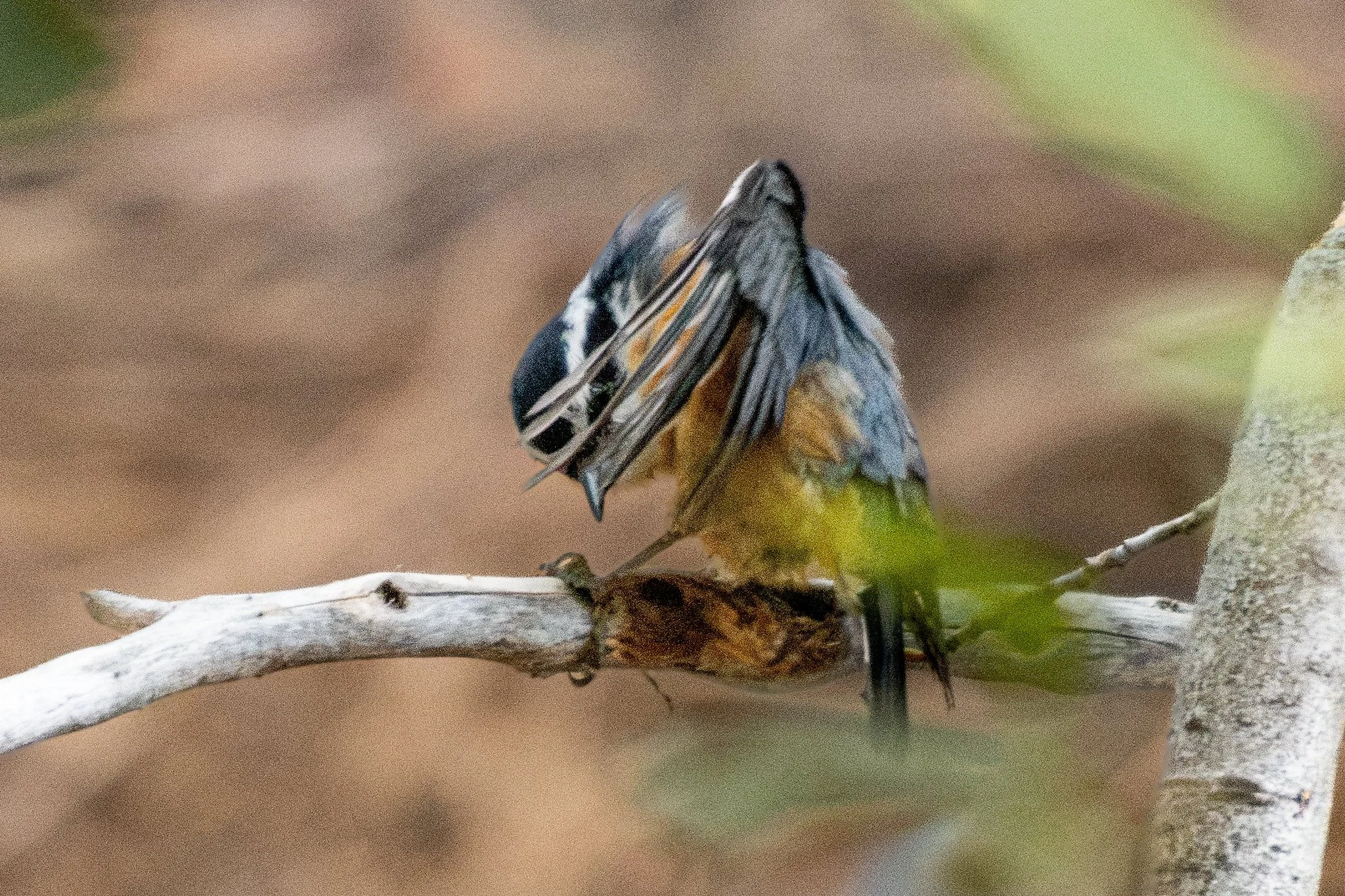 Red-breasted Nuthatch (Sitta canadensis)