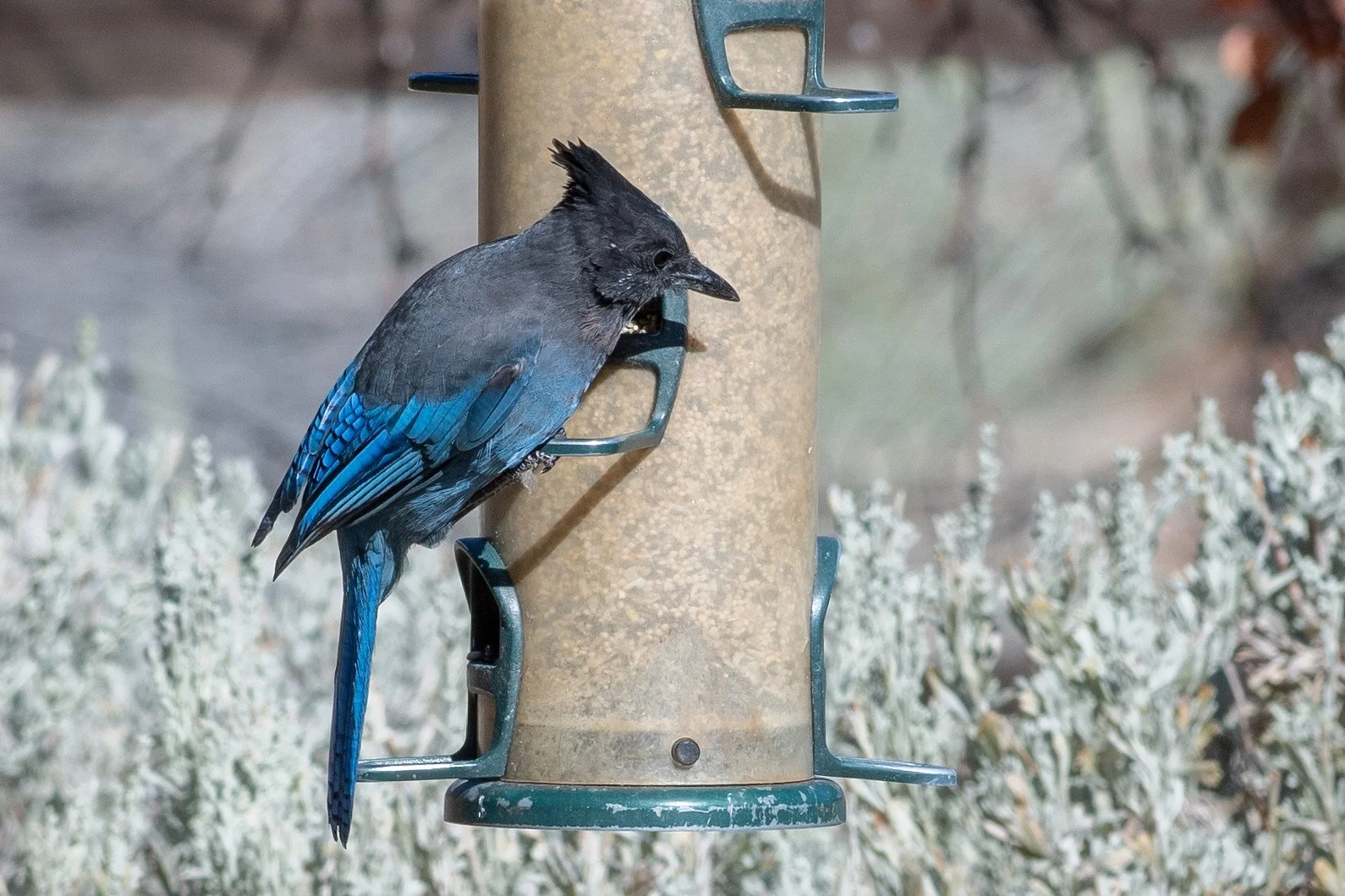 Steller's Jay (Cyanocitta stelleri)