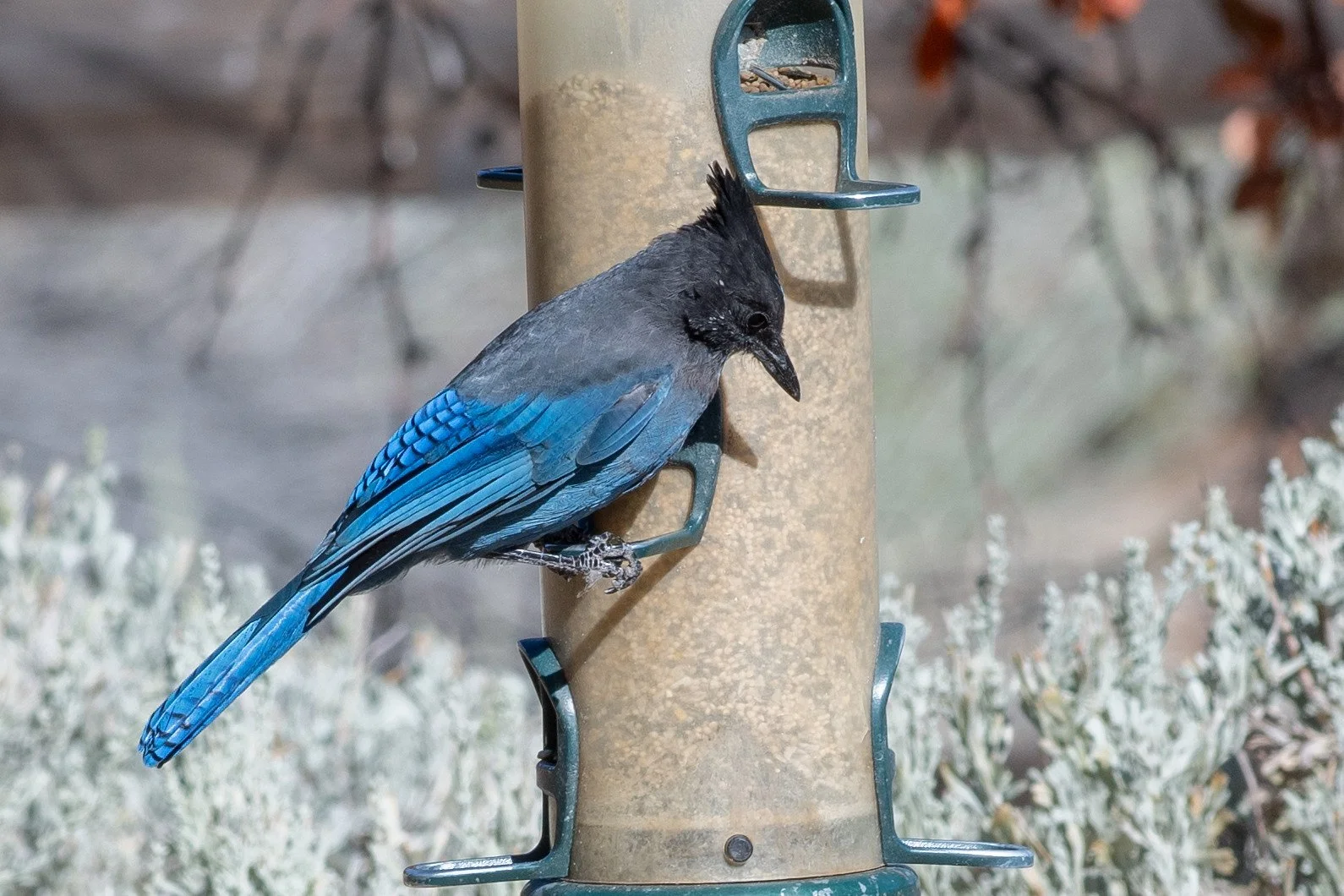 Steller's Jay (Cyanocitta stelleri)