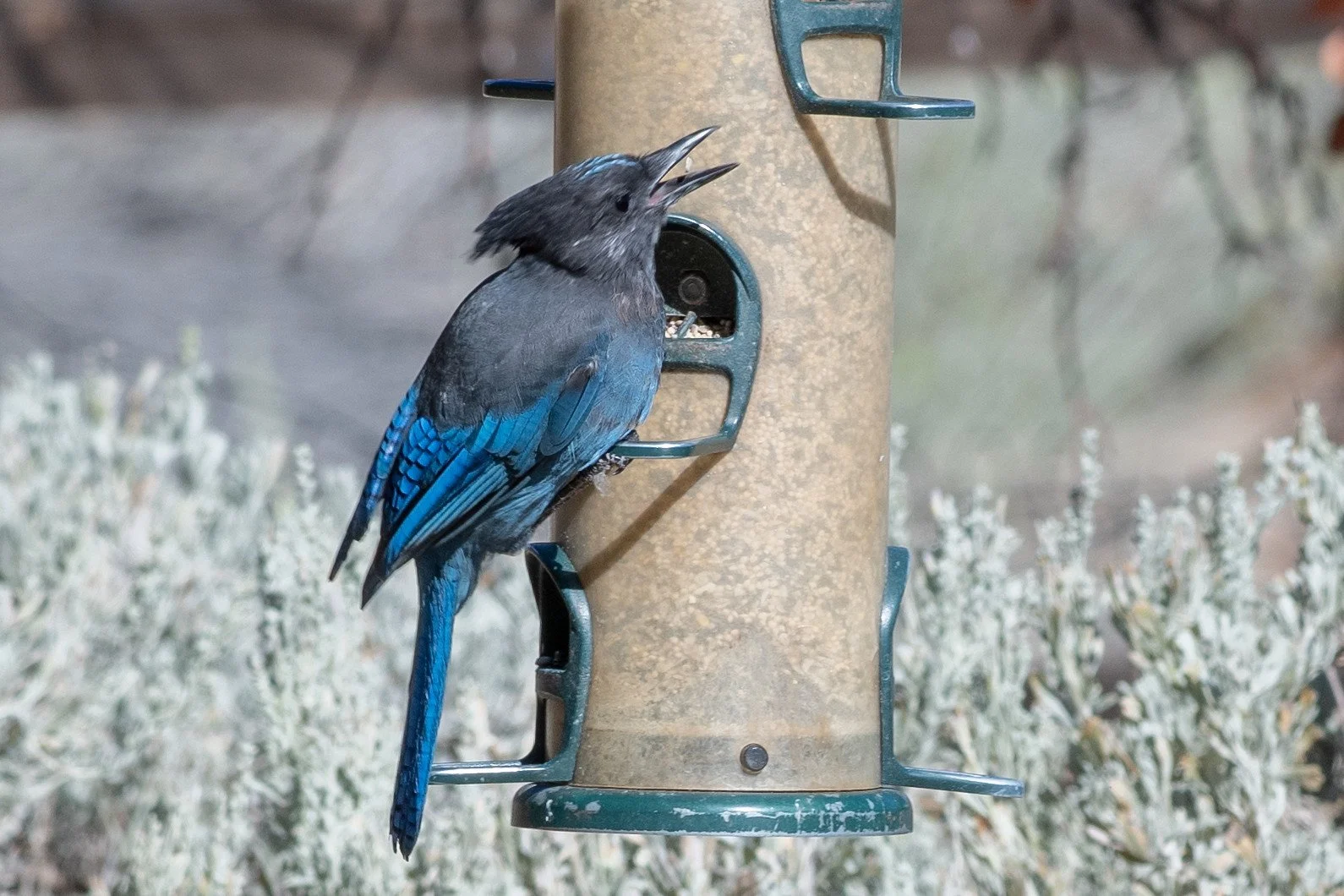 Steller's Jay (Cyanocitta stelleri)