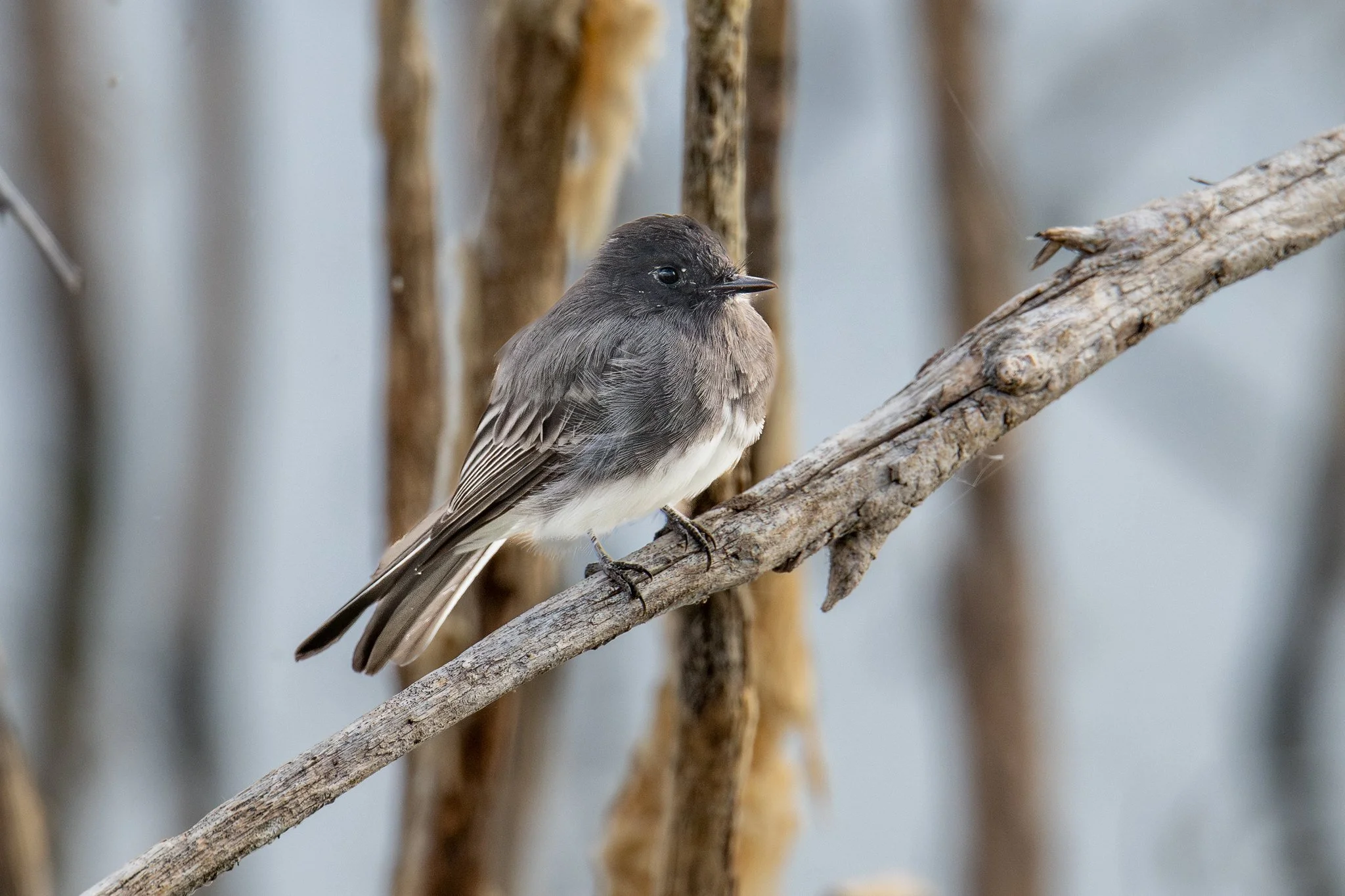 Black Phoebe (Sayornis nigricans)