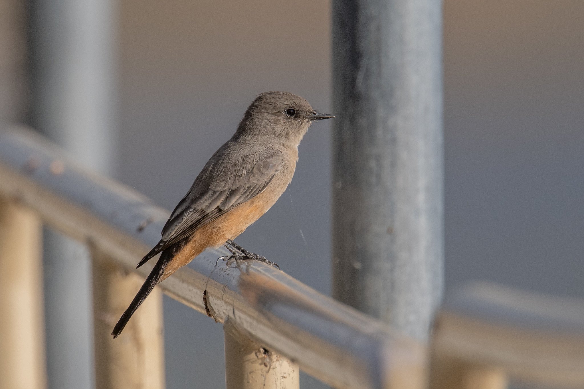 Say's Phoebe (Sayornis saya)