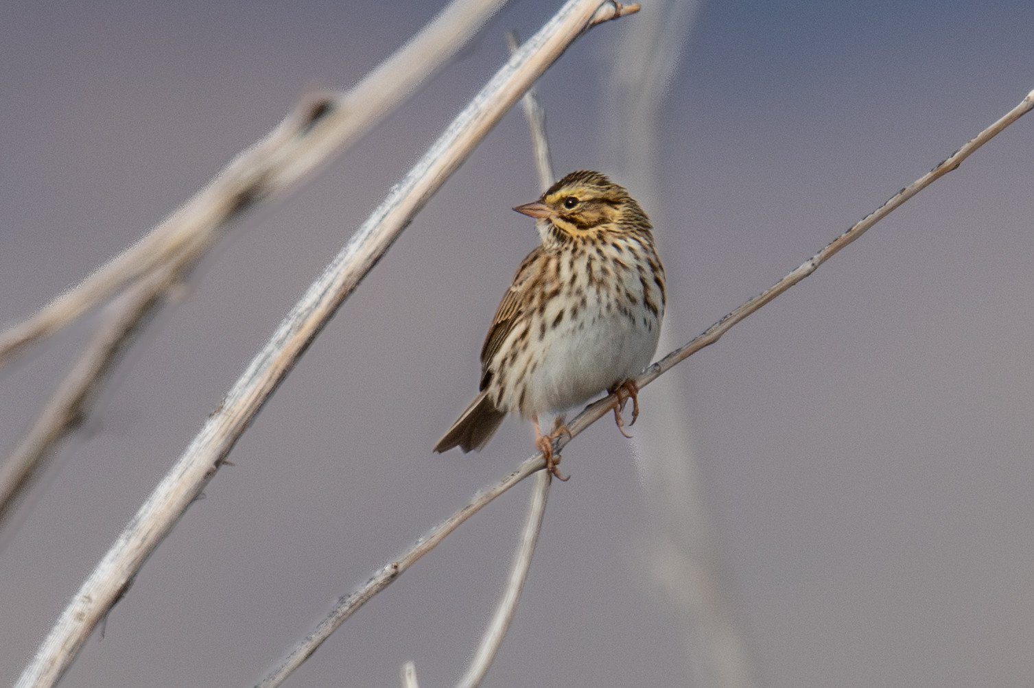 Savannah Sparrow (Passerculus sandwichensis)