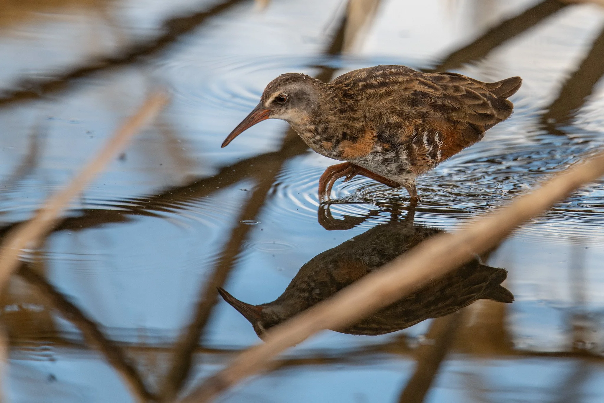 Virginia Rail (Rallus limicola