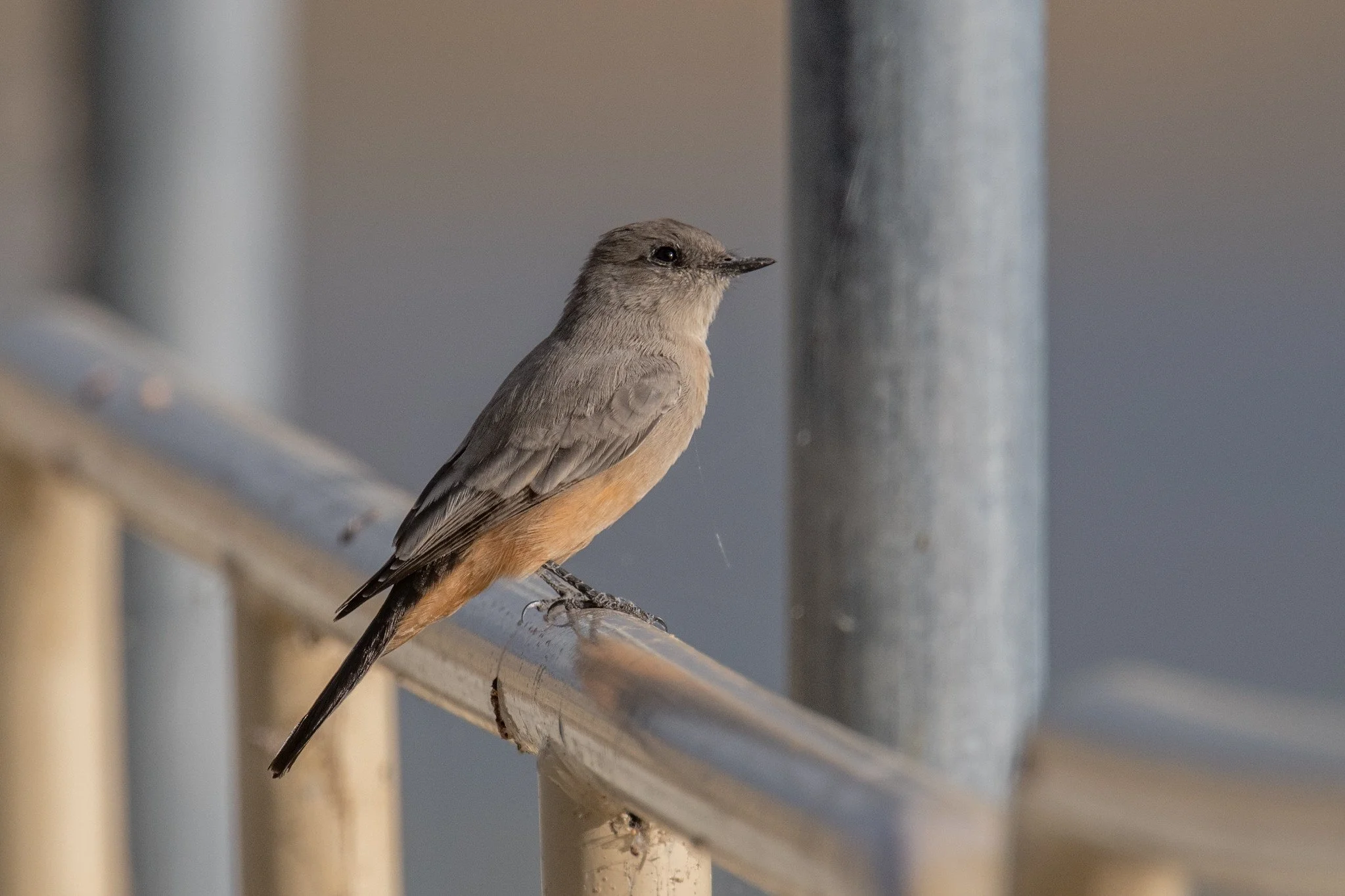 Say's Phoebe (Sayornis saya)