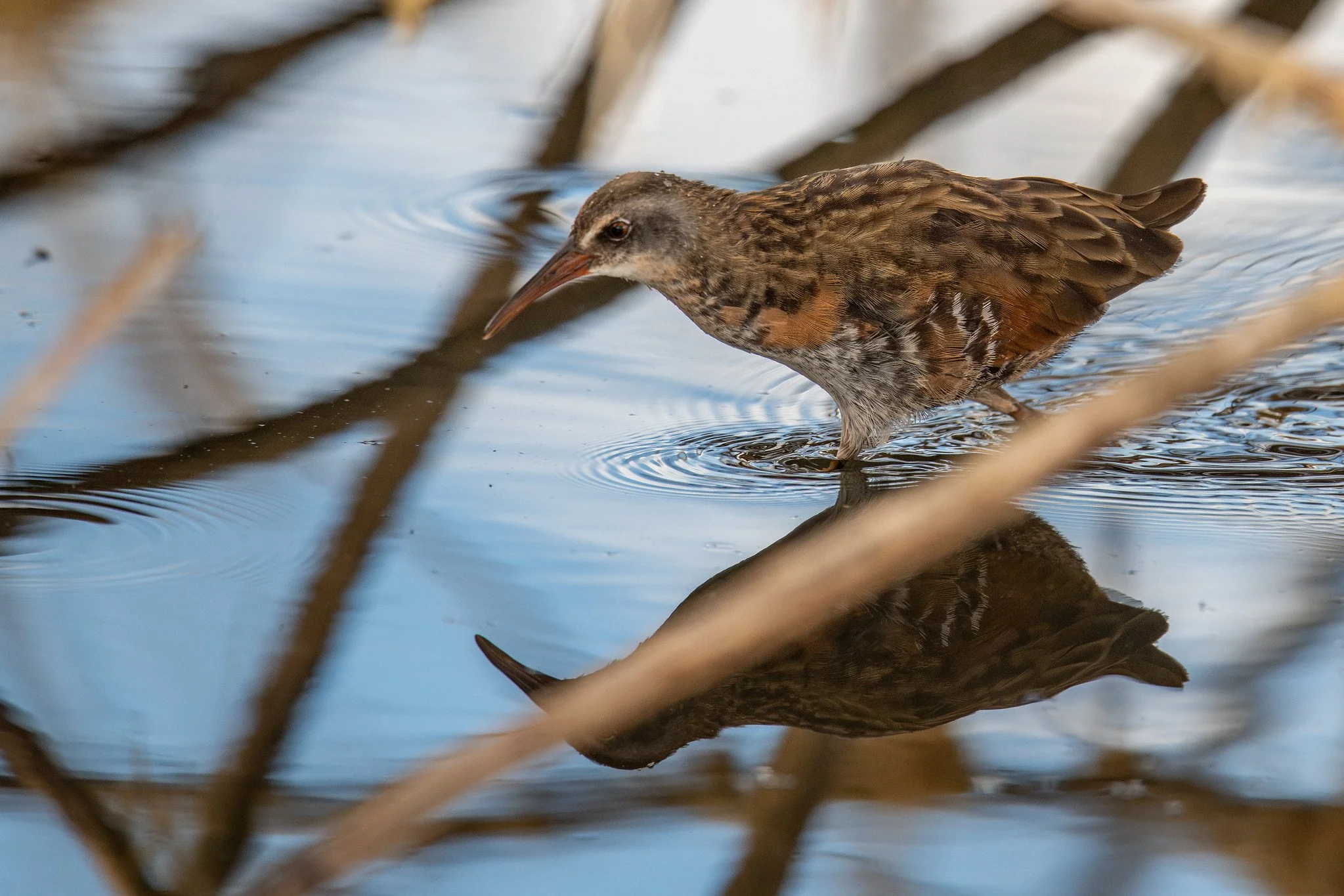 Virginia Rail (Rallus limicola