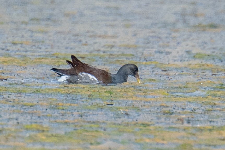 Common Gallinule (Gallinula galeata)