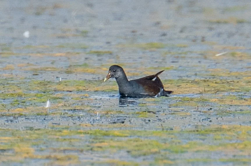 Common Gallinule (Gallinula galeata)