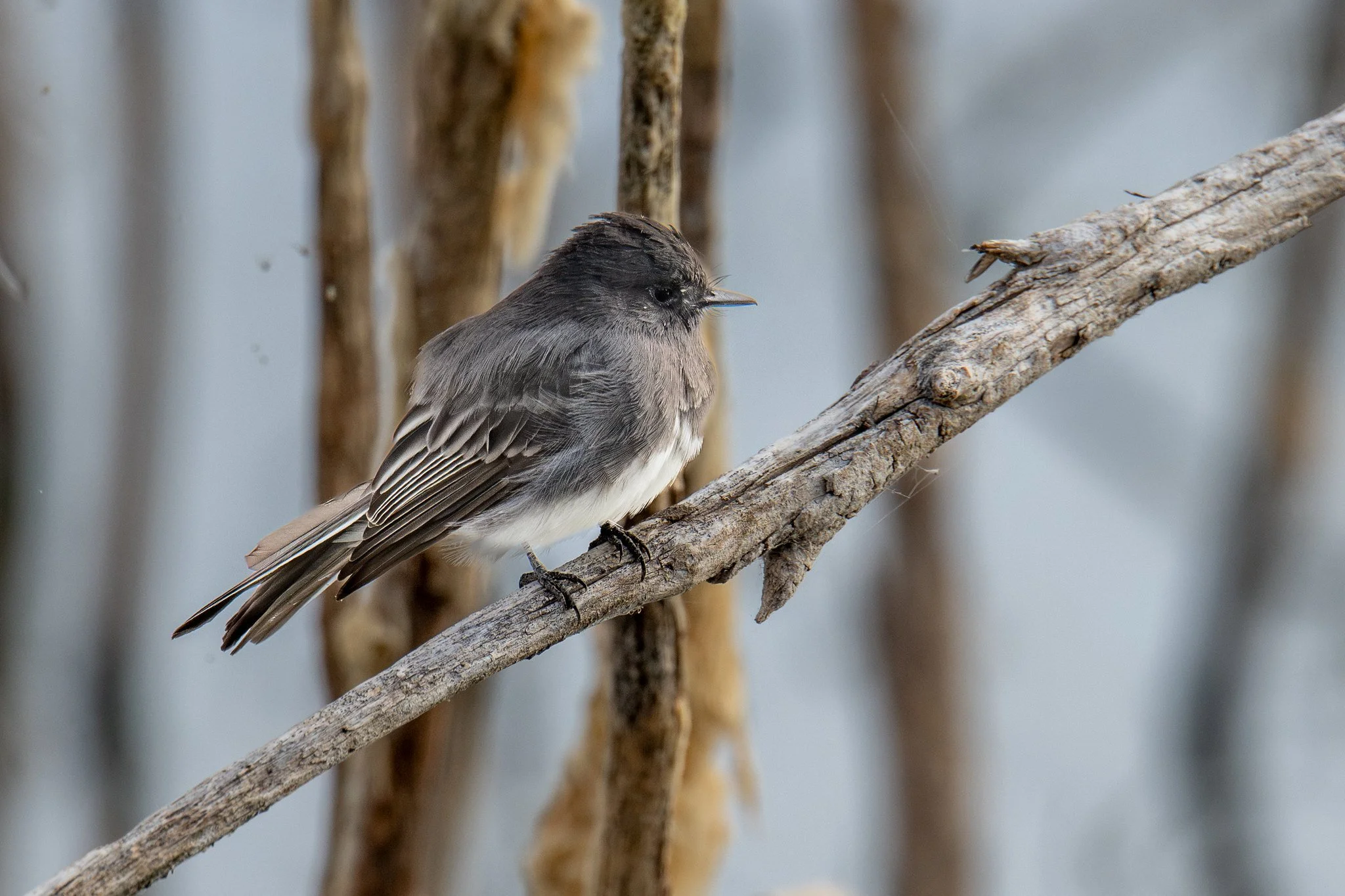 Black Phoebe (Sayornis nigricans)