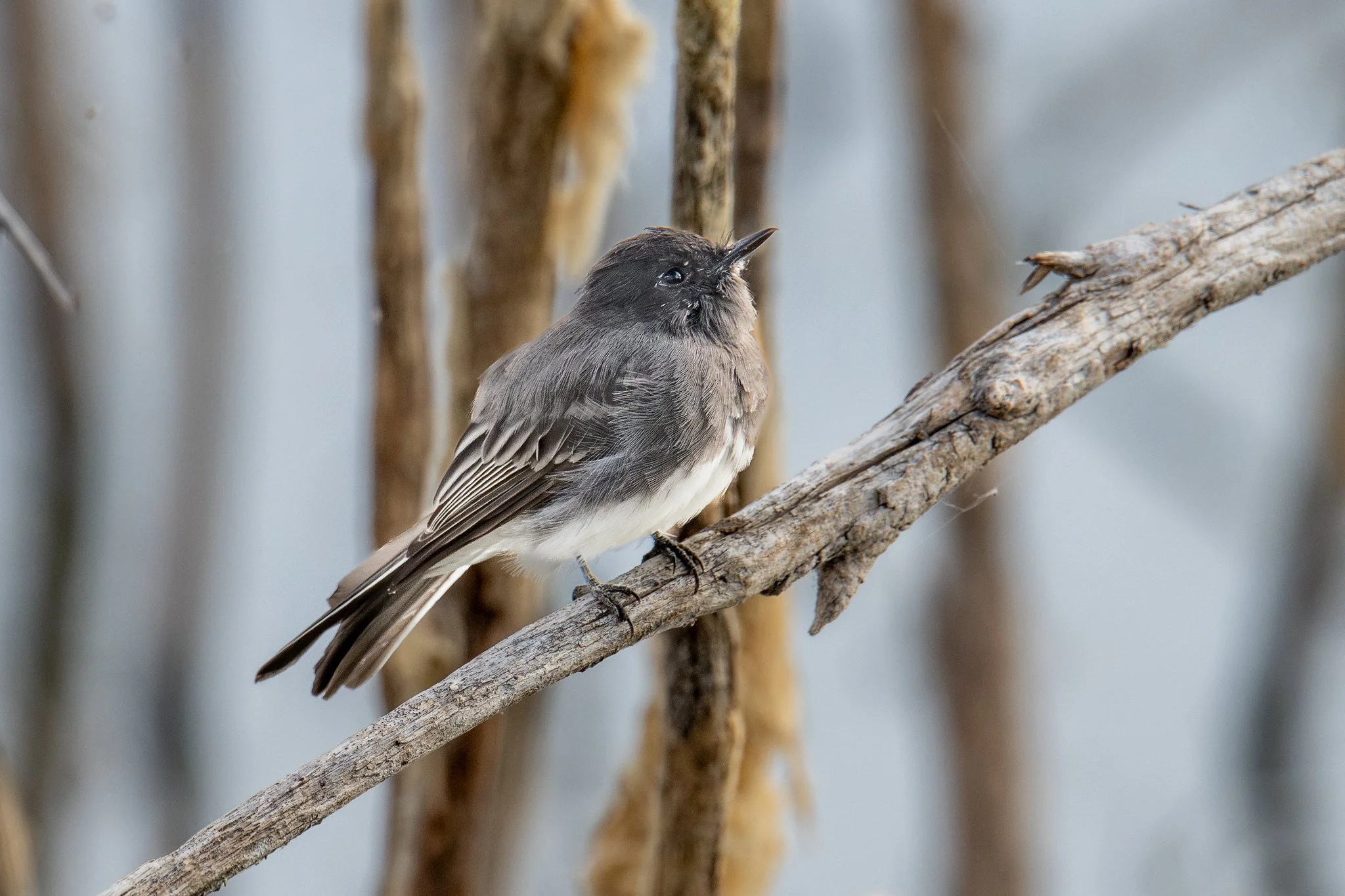 Black Phoebe (Sayornis nigricans)